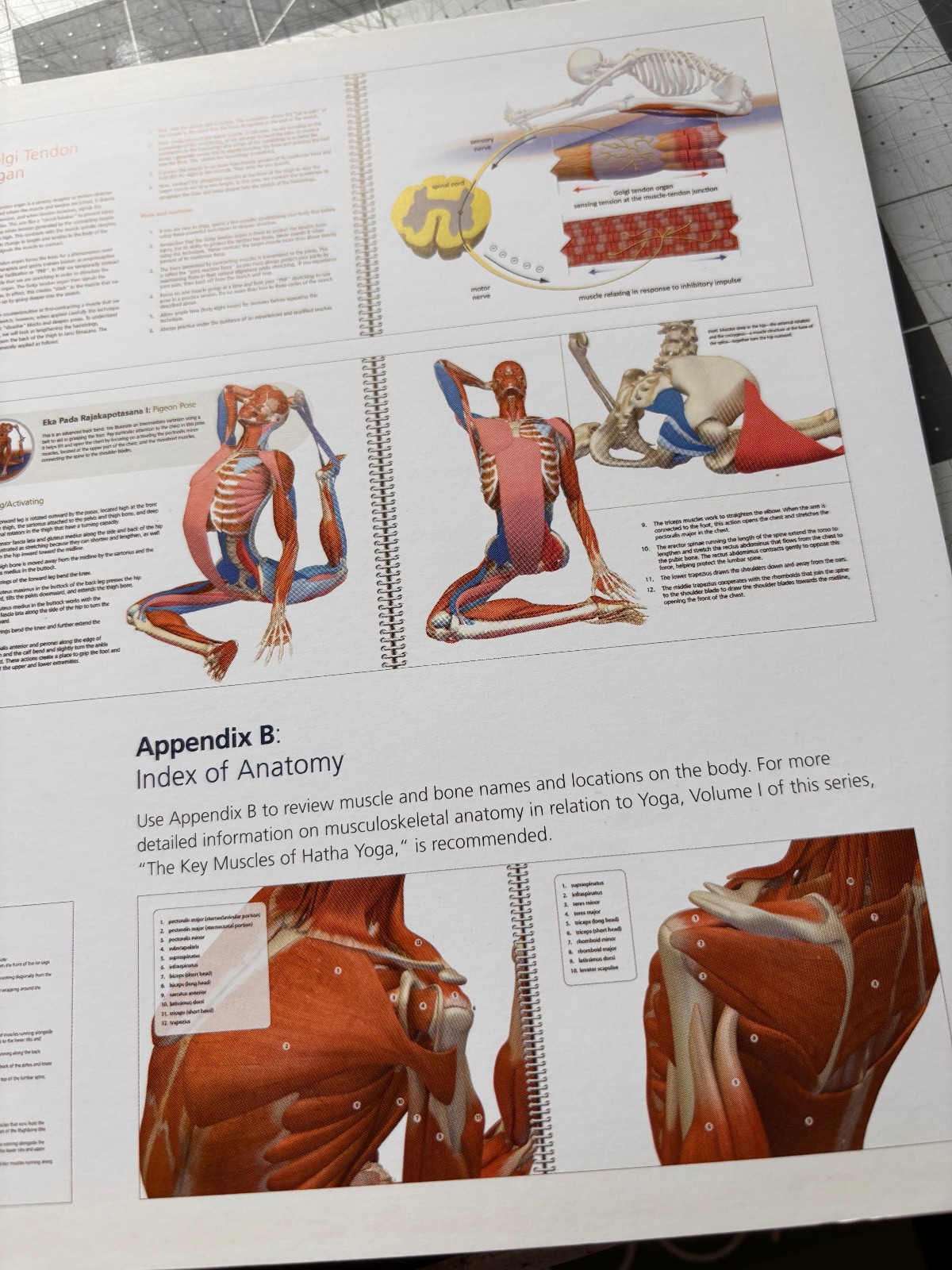 Key Muscles of Yoga Ray Long Vol 1 & 2 Scientific Keys Bandha Yoga Anatomy Set