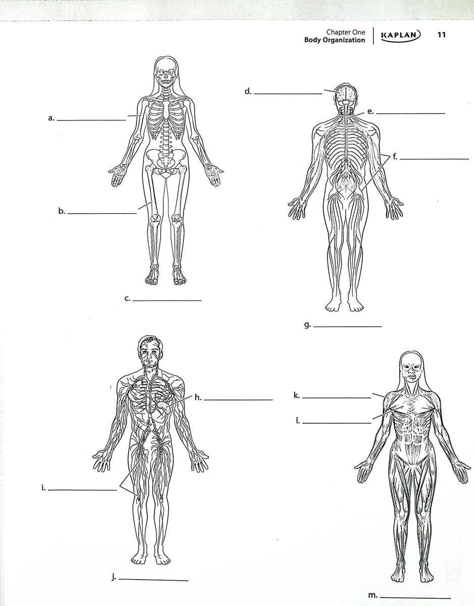 Anatomy Coloring Book – 450+ Medical Illustrations w/ Quizzes | Kaplan Test Prep