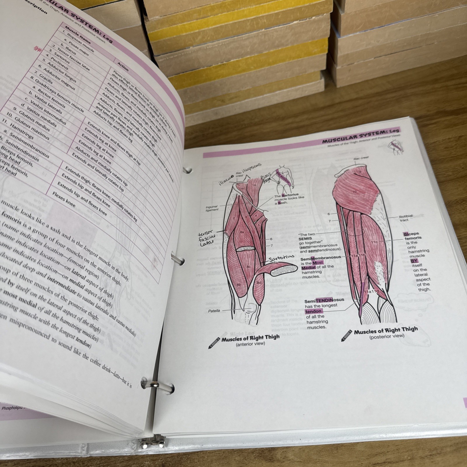 Visual Analogy Guide to Human – Loose Leaf, by Krieger Paul A. – Acceptable