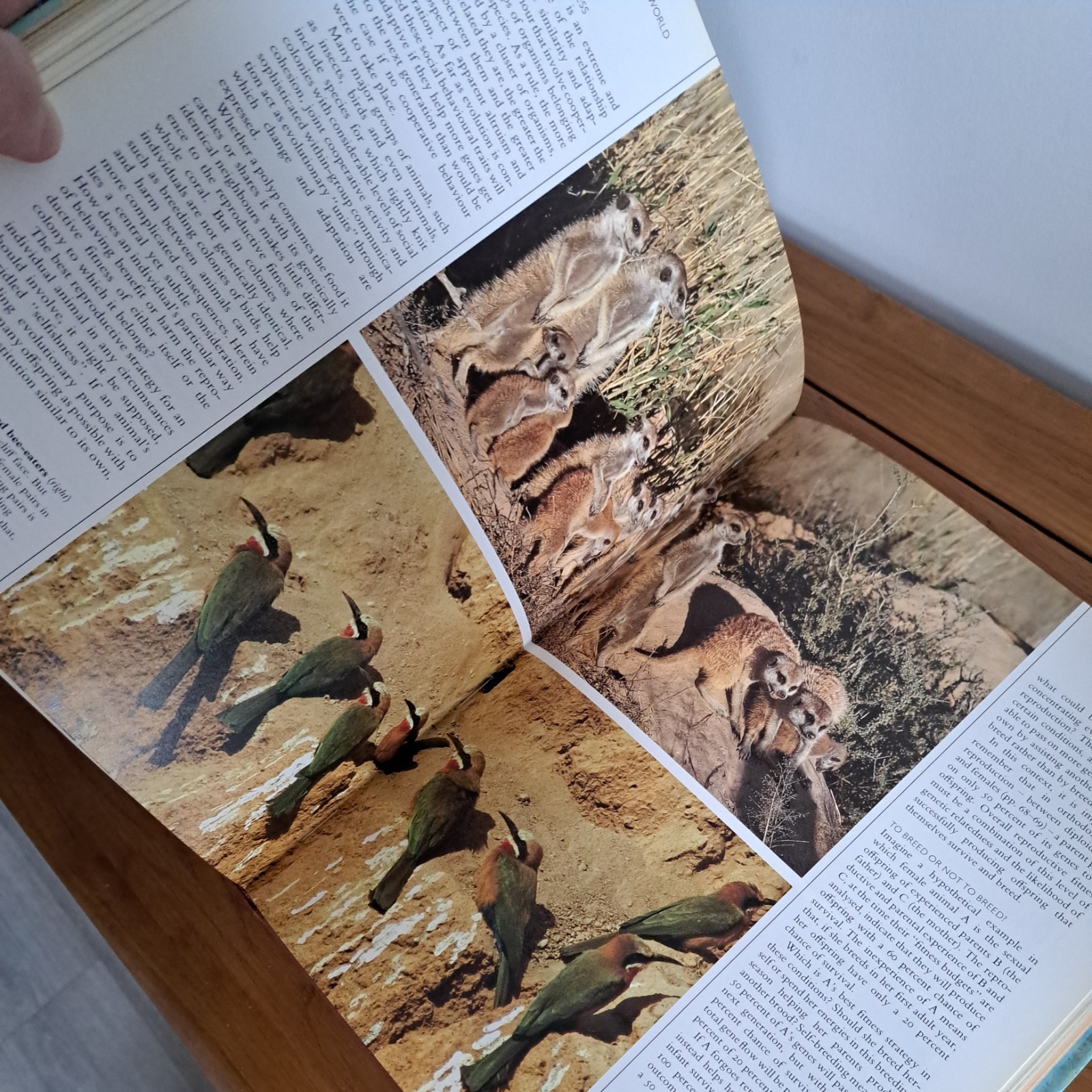 The Natural History of Evolution By Philip Whitfield