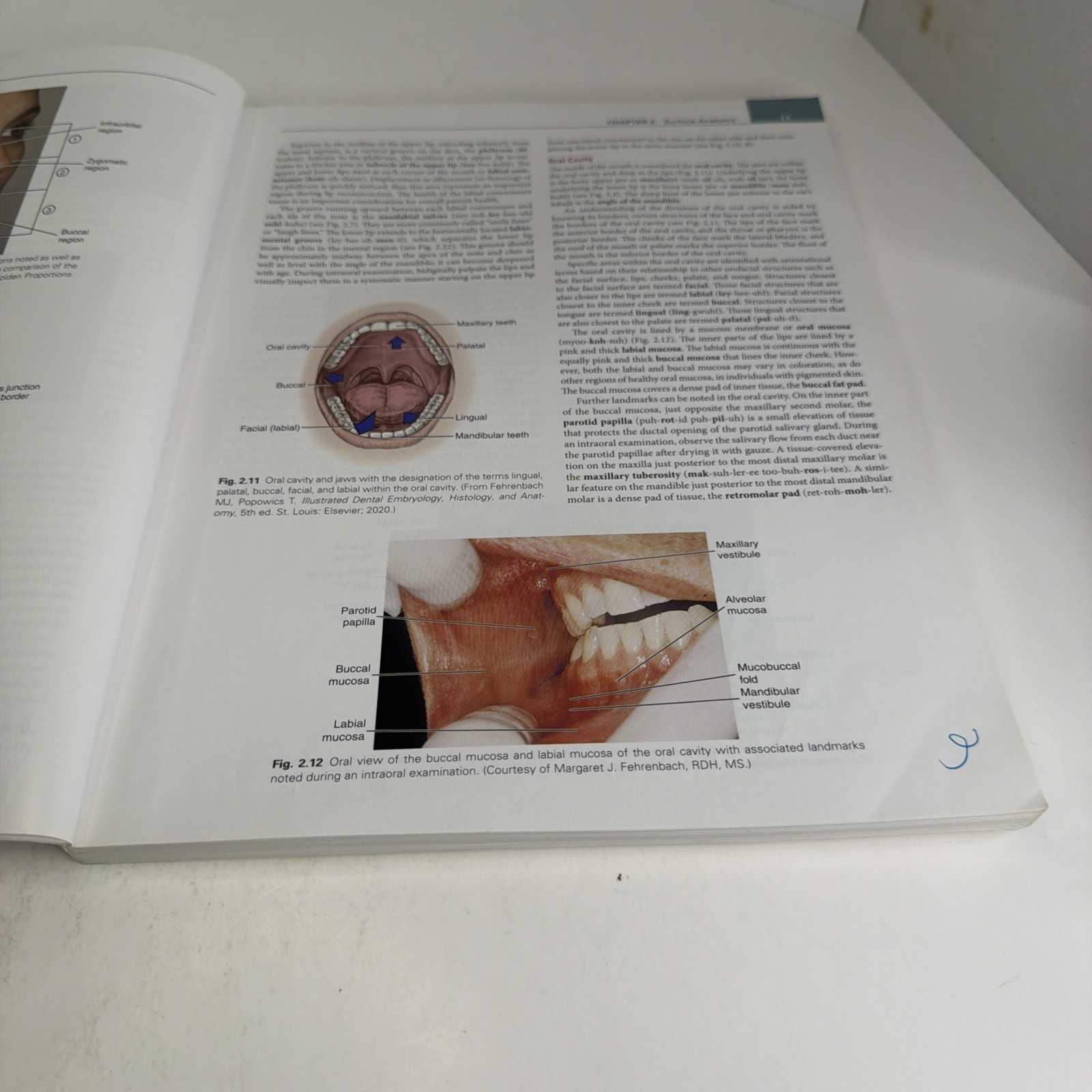 Illustrated Anatomy of the Head and Neck by Margaret J. Fehrenbach and Susan W.