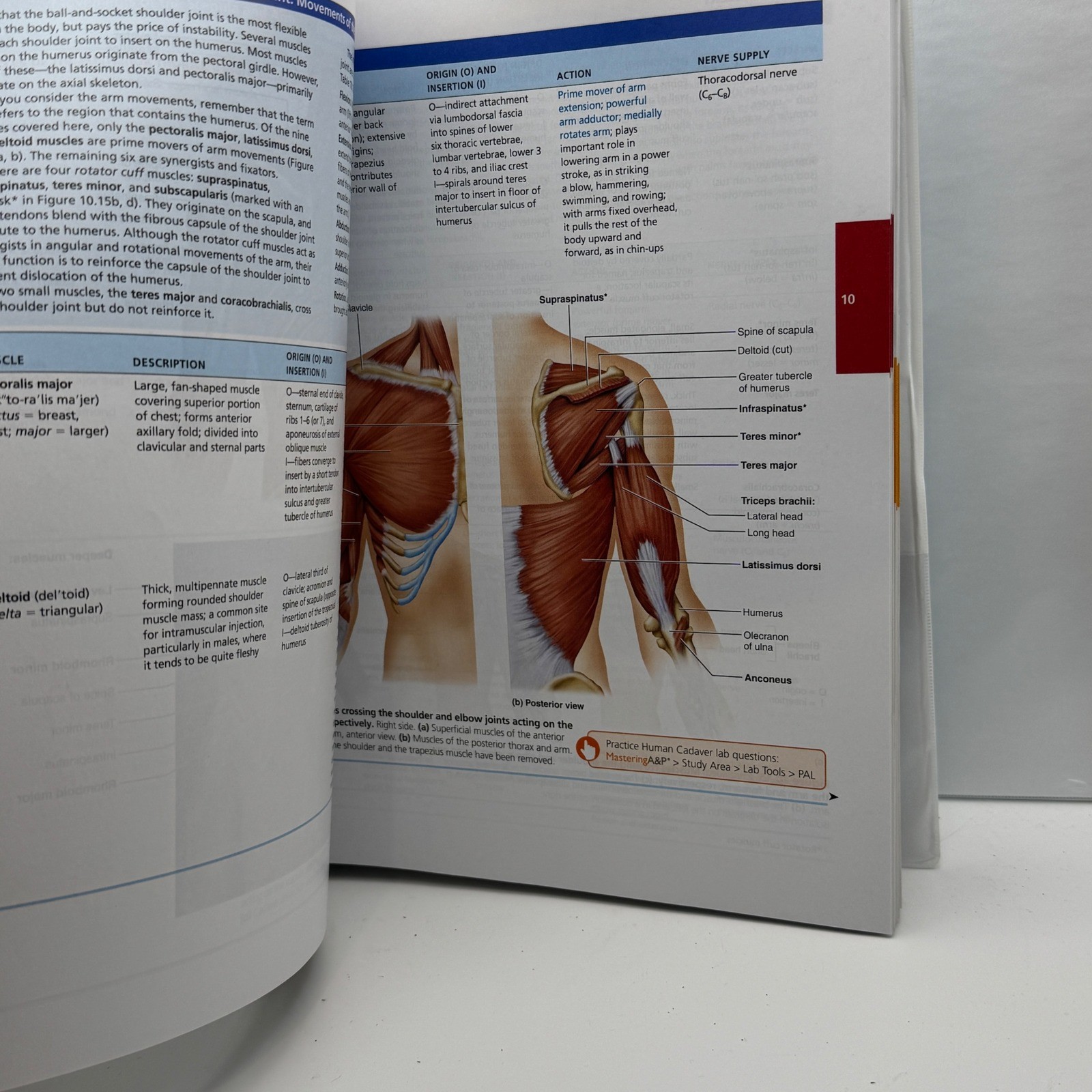 Human Anatomy & Physiology 11th Edition Marieb Hoehn Ringbound Edition