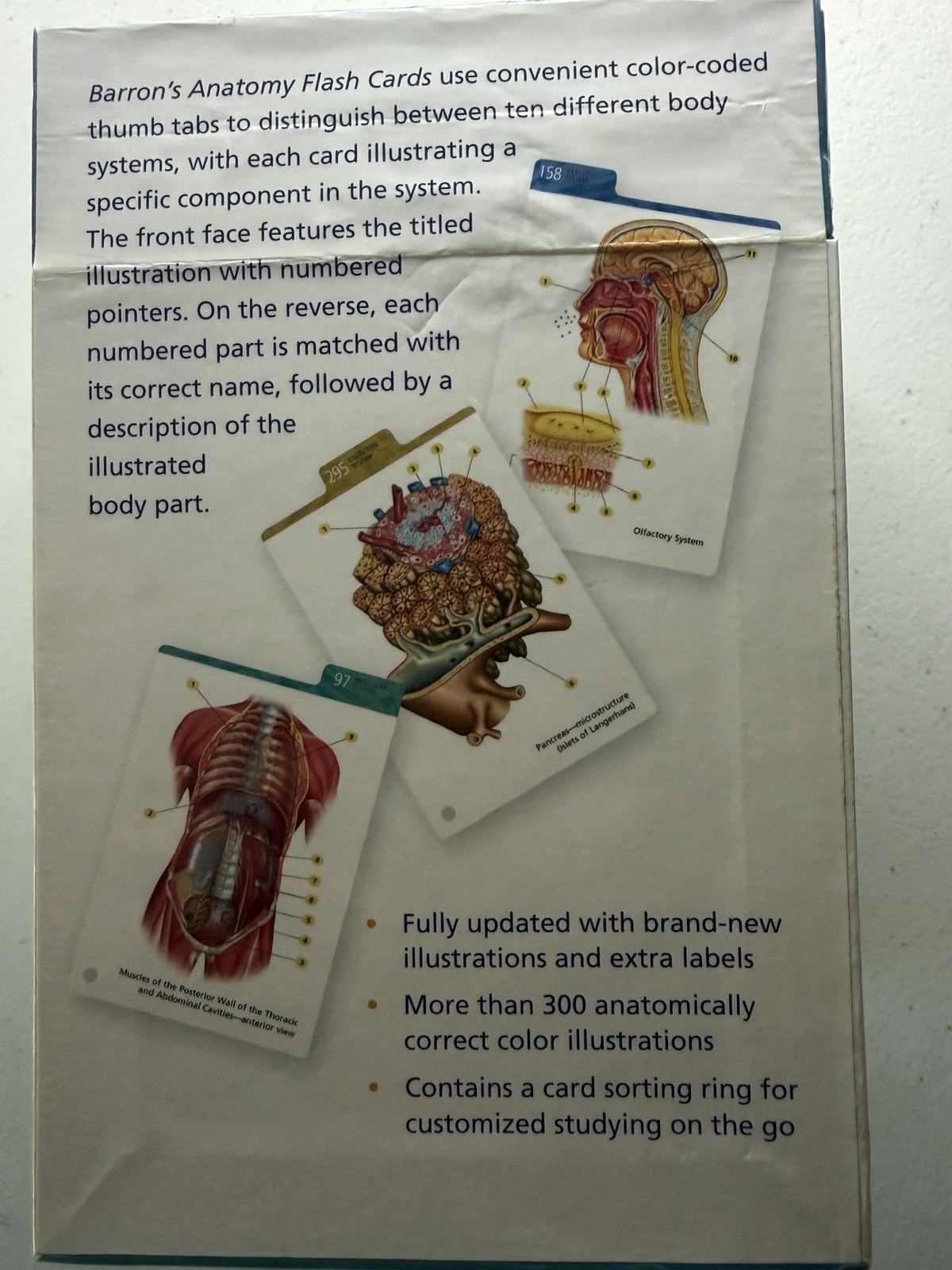 Barron’s Anatomy Flash Cards – Cards By Ashwell, Ken VERY GOOD CONDITION!