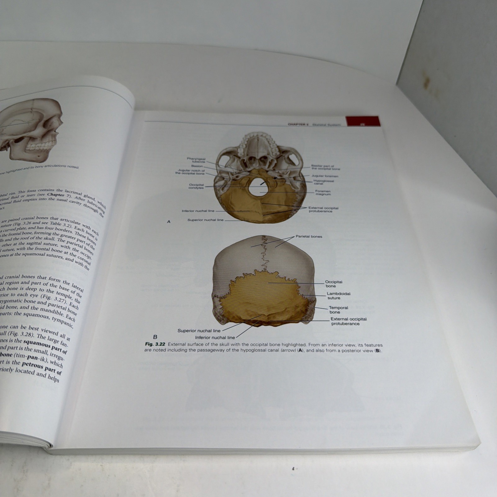 Illustrated Anatomy of the Head and Neck by Margaret J. Fehrenbach and Susan W.