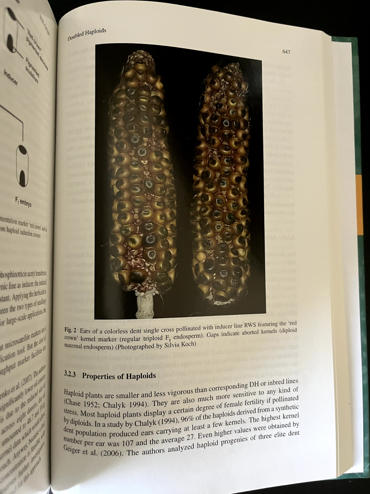 Handbook of Maize: Genetics And Genomics. Hardcover. Jeff Bennetzen; Sarah Hake