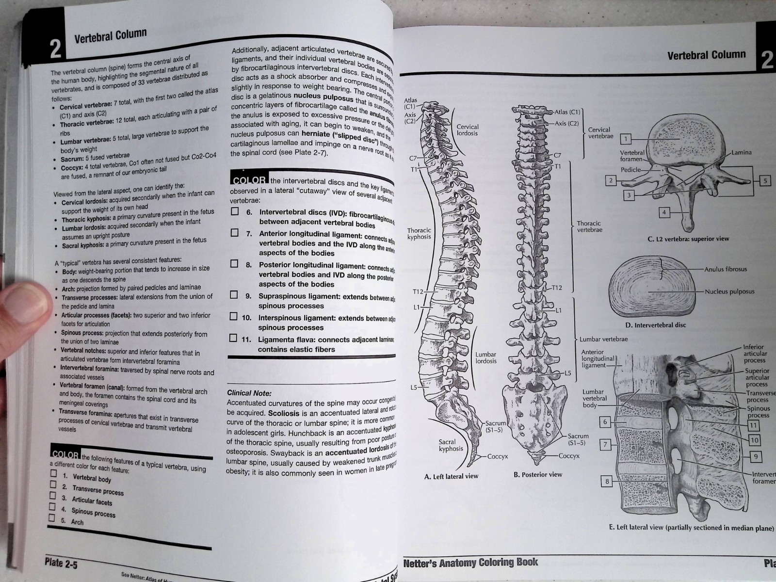 Netter’s Anatomy Coloring Book by – John T. Hansen, 2nd Ed, Large Paperback 2018