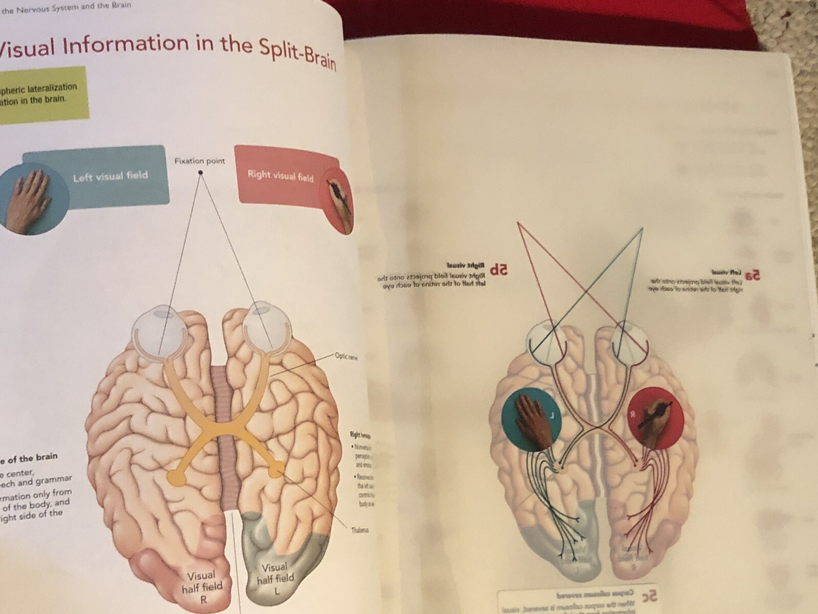2014 PSYC 100 PSYCHOLOGY TEXTBOOK MCGRAWHILL HVCC PB BOOK LAURA A KING