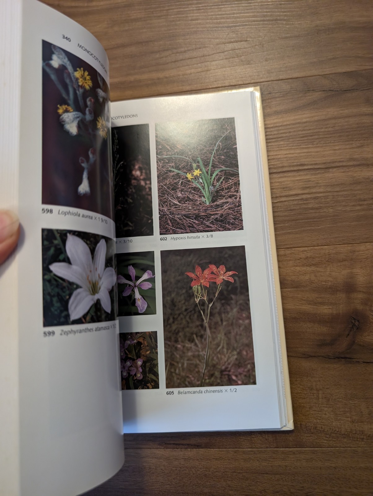 Wildflowers of the Eastern United States by Wilbur H Duncan Hardcover