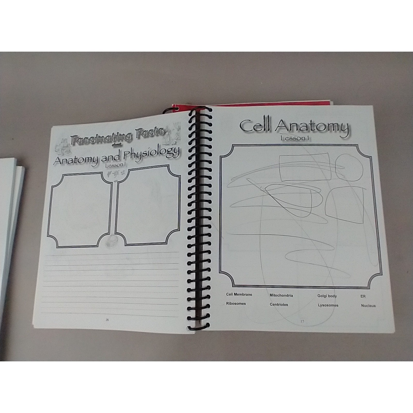 Apologia Junior Anatomy and Physiology Notebooking Journal Young Explorer Series