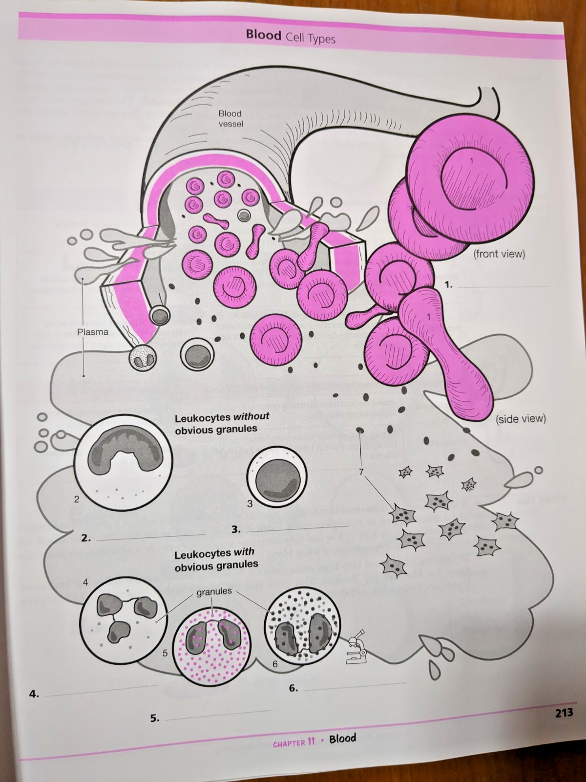 Krieger : A Visual Analogy Guide to Human – Loose Leaf, ring bound, 5th Edition
