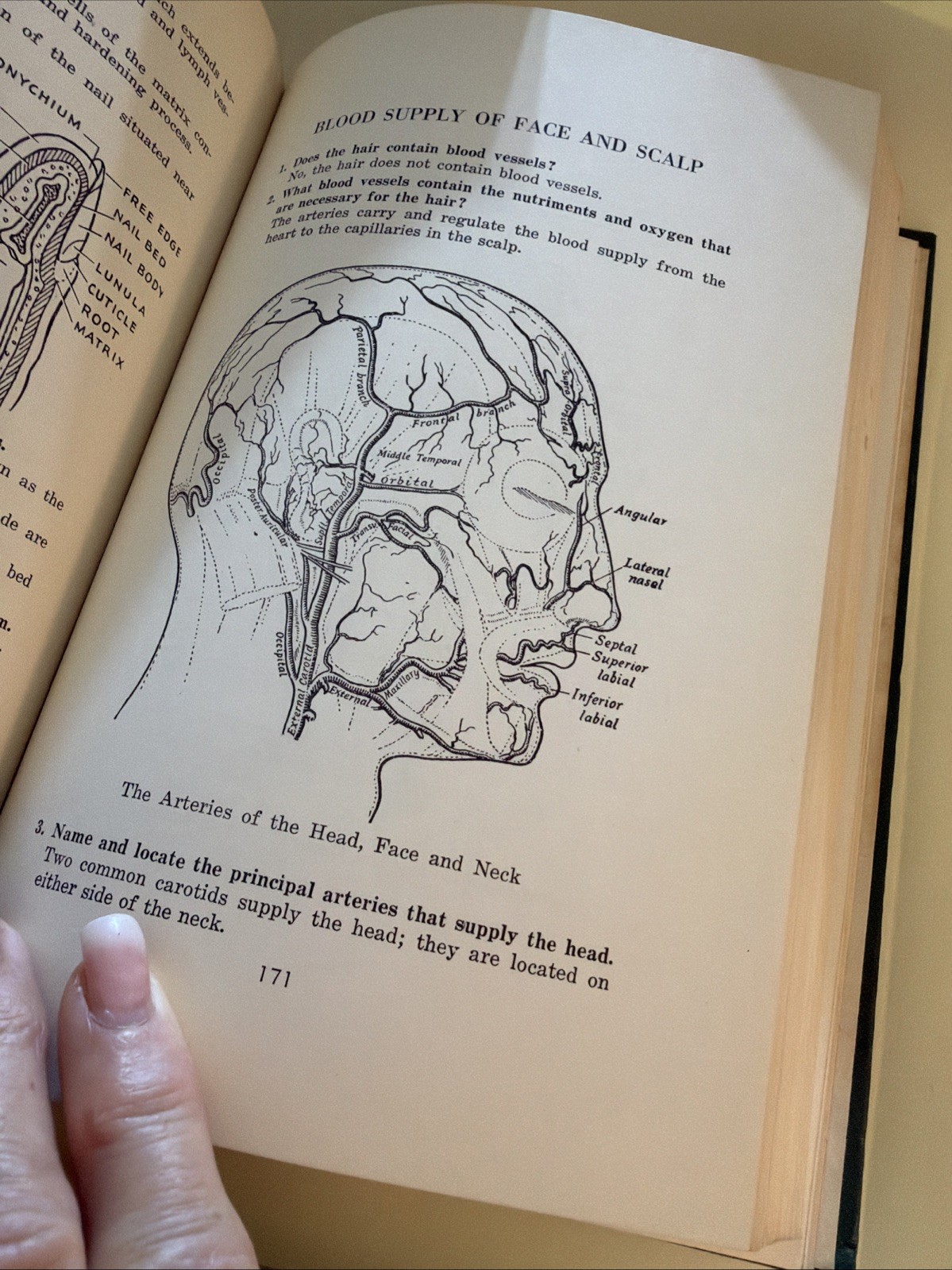 Modern Textbook On Barbering 1946 Hardcover