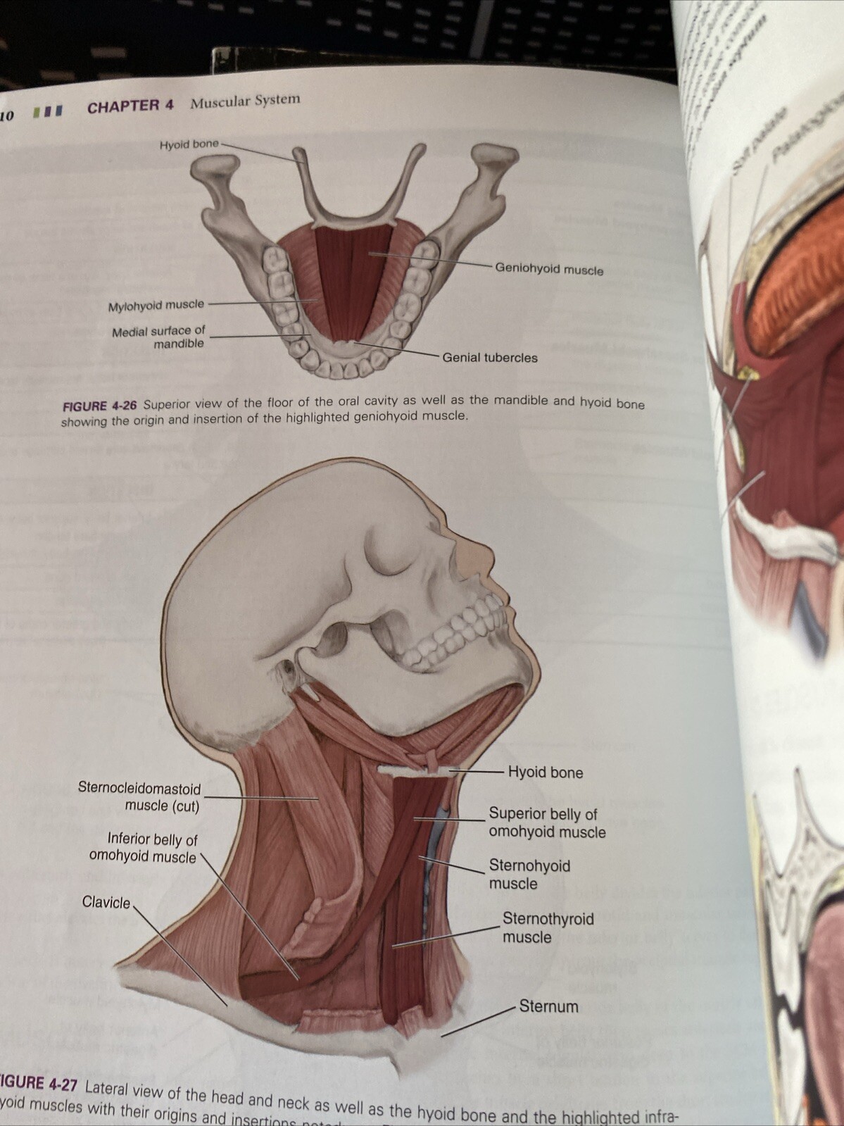 Illustrated Anatomy of the Head and Neck by Margaret J. Fehrenbach and Susan W.