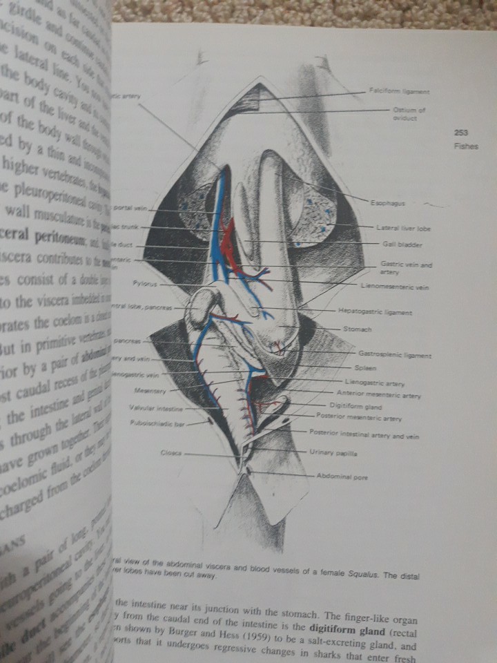 Vertebrate Dissection, Walker, 7th Edition, 1986 Trade Paperback Good