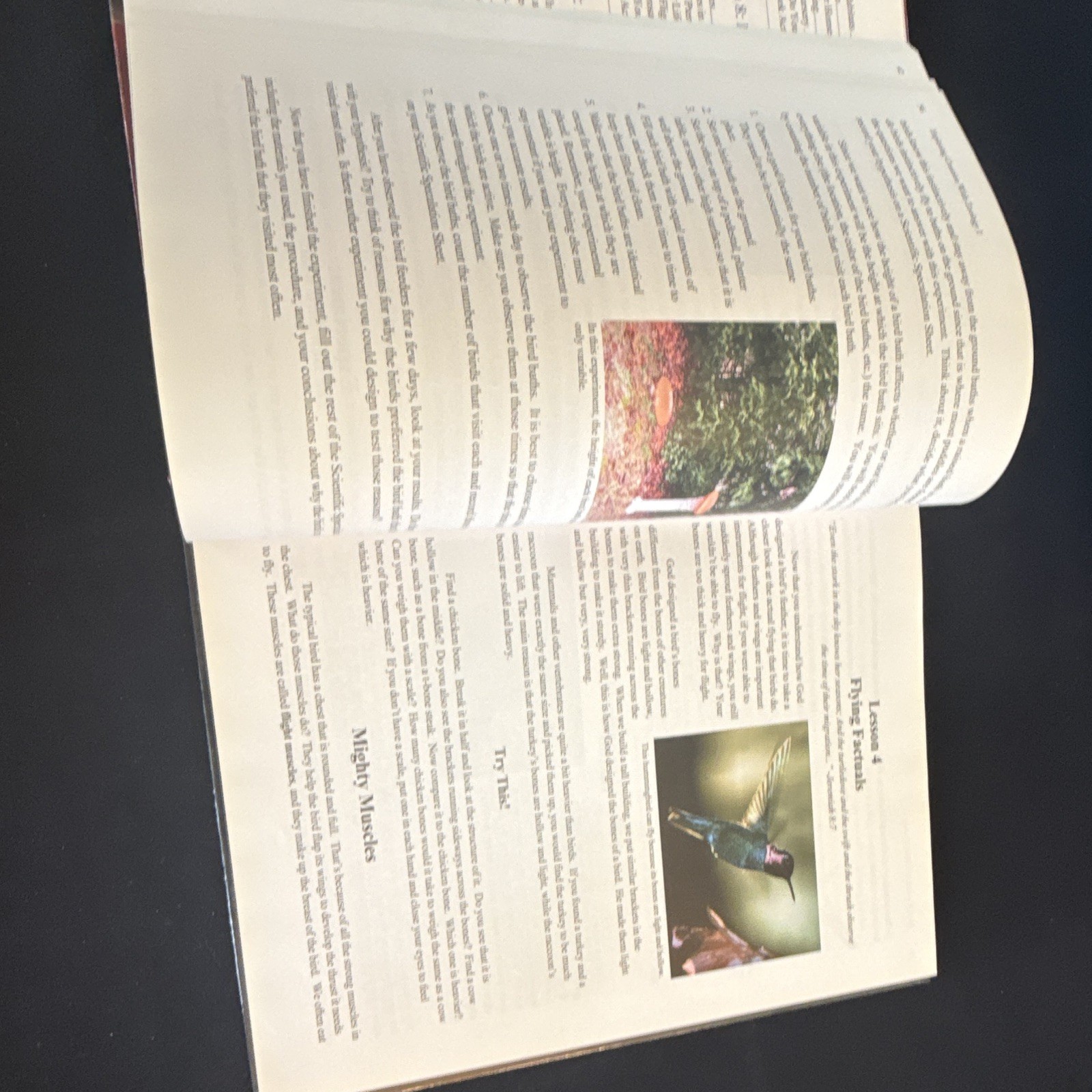 Apologia Young Explorer Zoology 1 Flying Creatures Jeannie Fulbright HC Illus