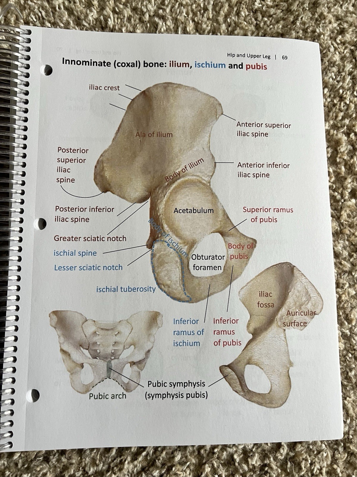 Human Anatomy and Physiology Laboratory Manual for Bio 231,231,323