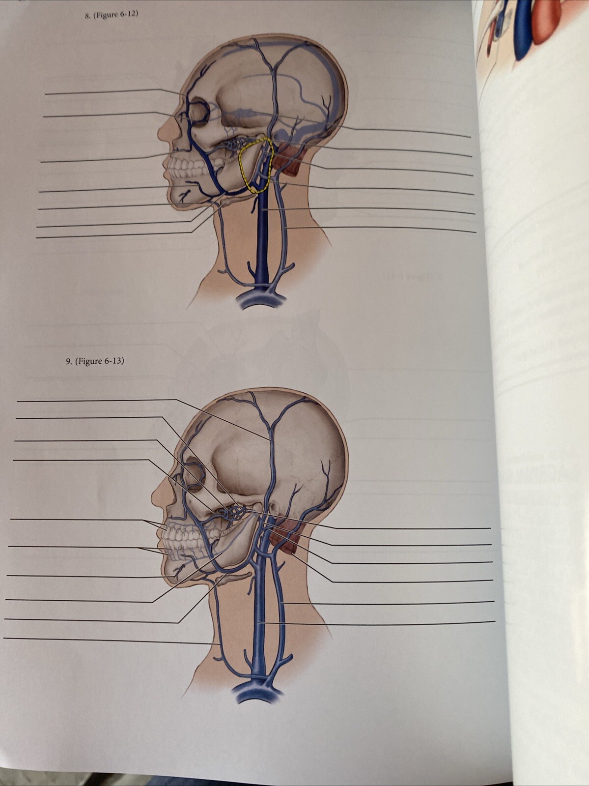 Illustrated Anatomy of the Head and Neck by Margaret J. Fehrenbach and Susan W.