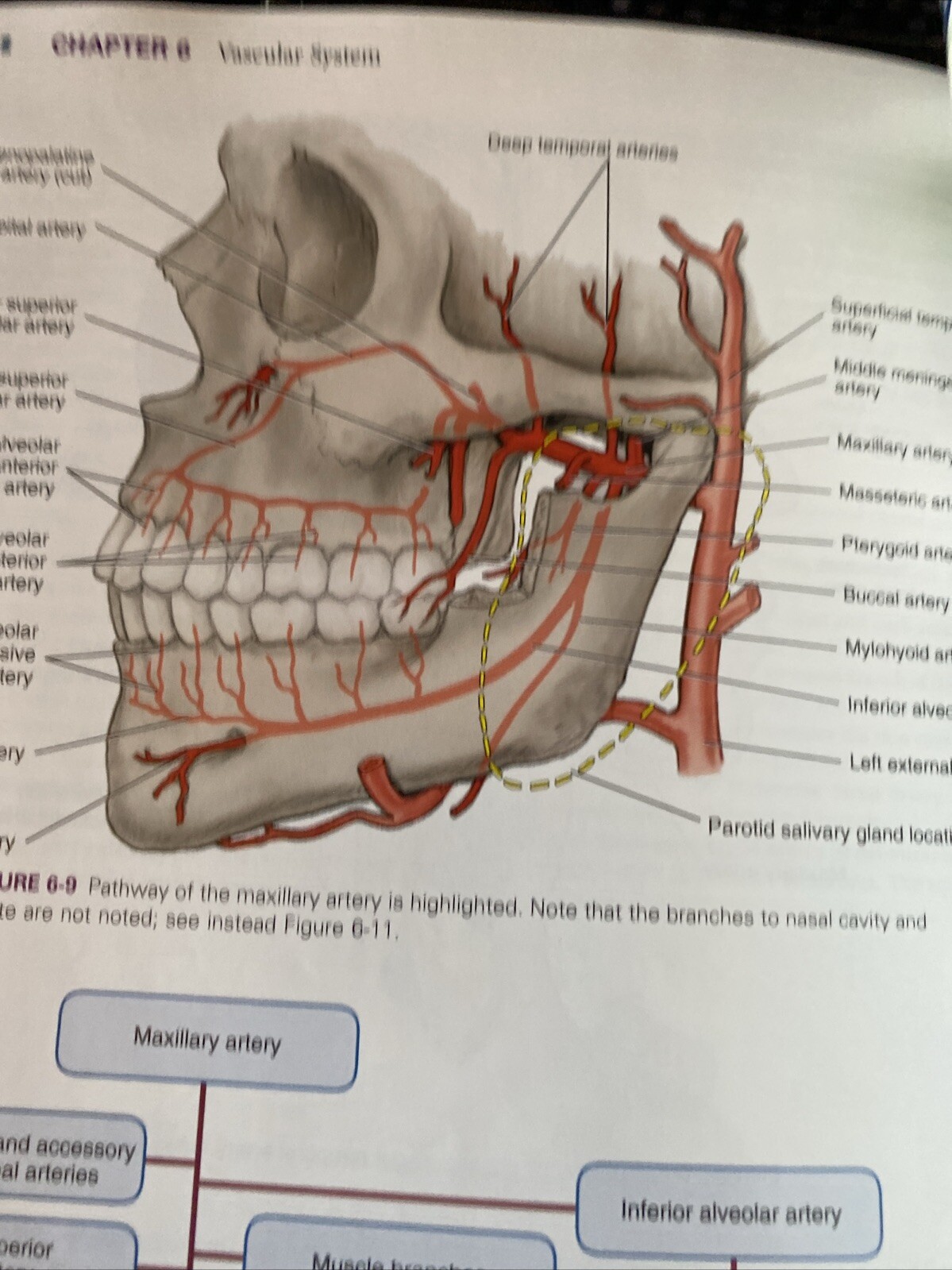 Illustrated Anatomy of the Head and Neck by Margaret J. Fehrenbach and Susan W.