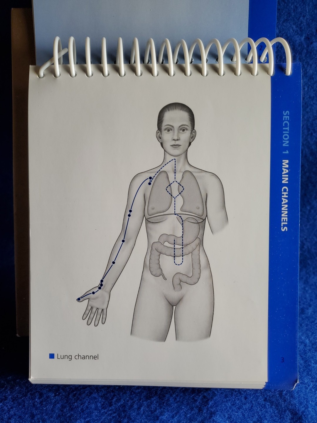 The Channels of Acupuncture Cards Giovanni Maciocia 2006 Elsevier Set