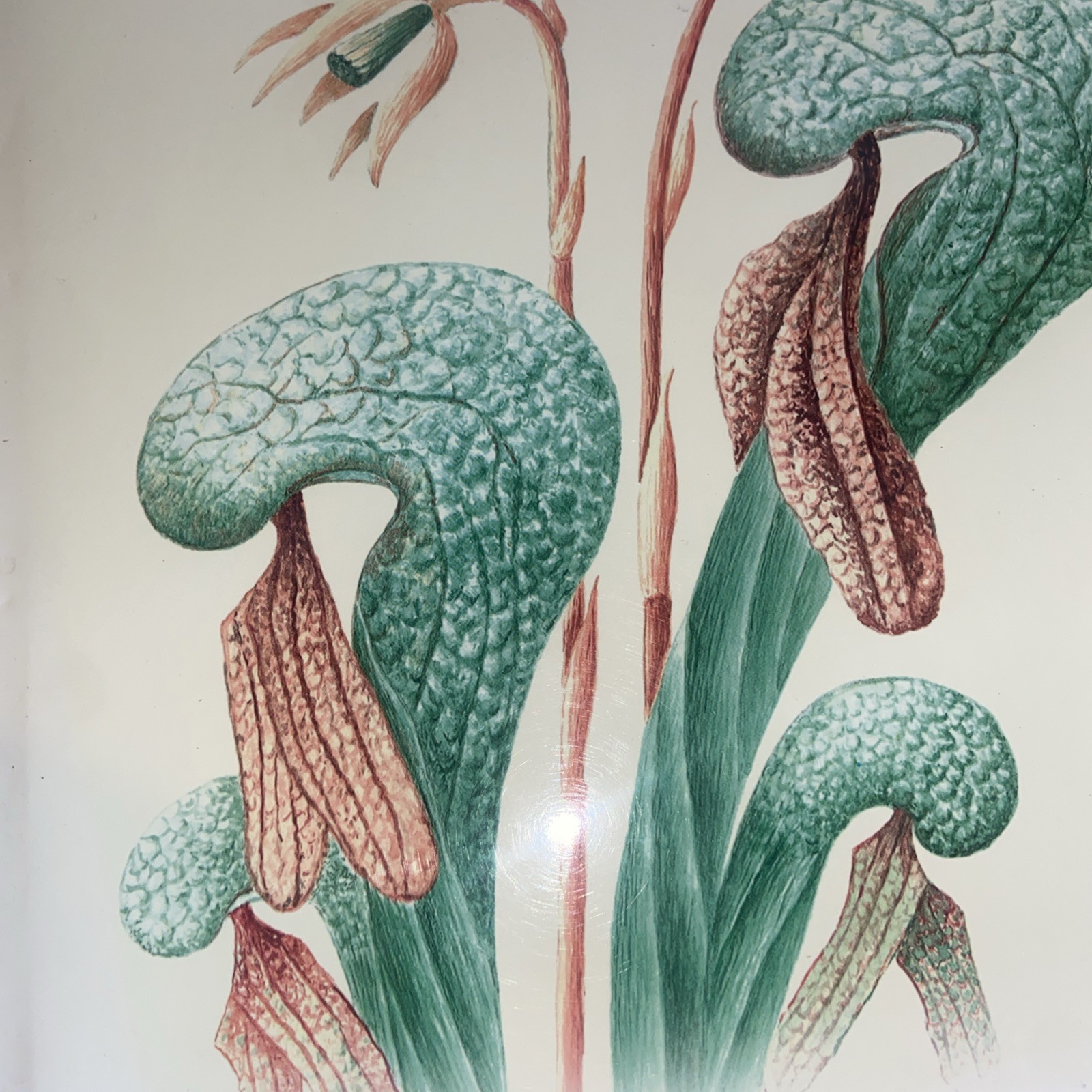 A rare botanical legacy the contributions of Ruby and Arthur Van Deventer calif.