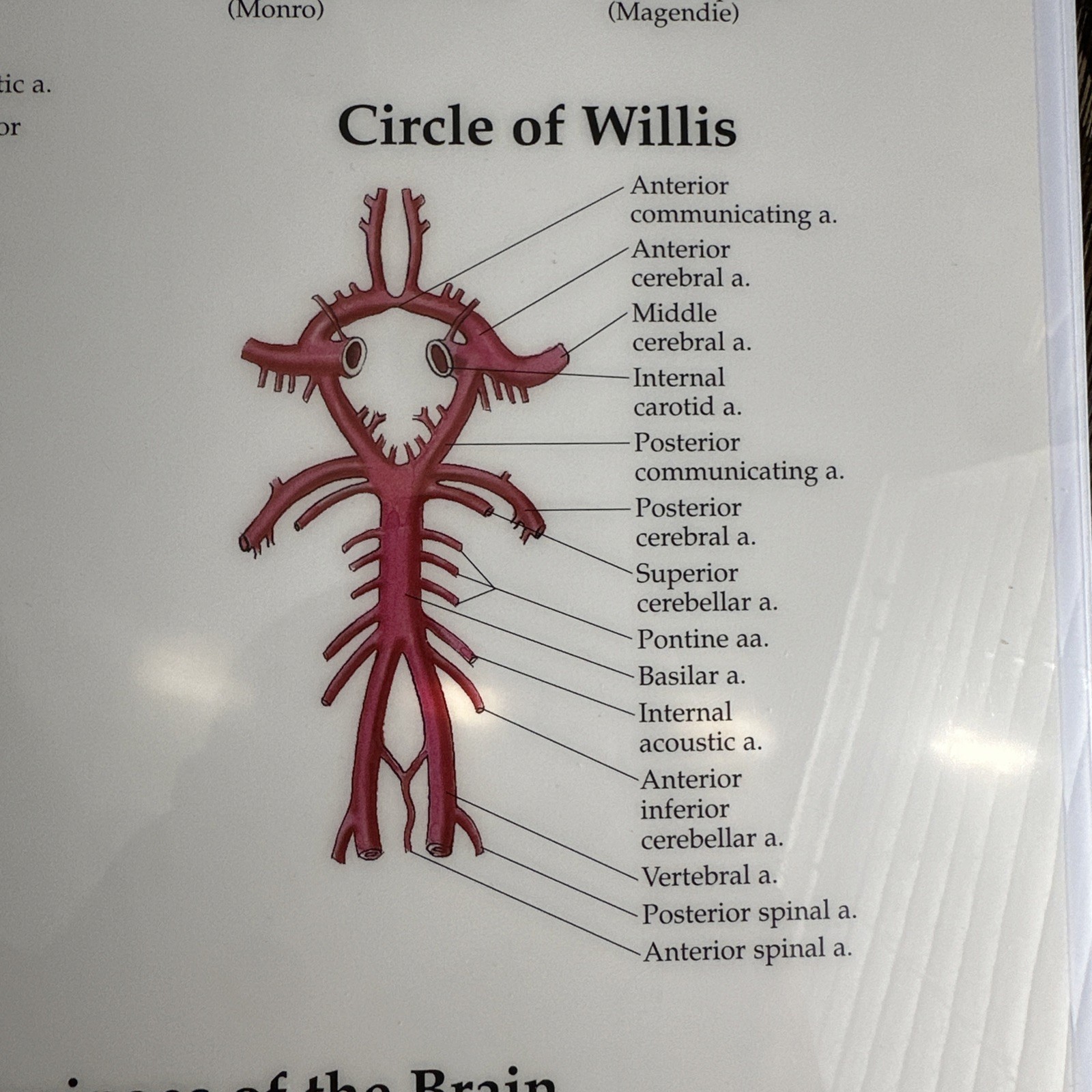 The Brain 3D Raised Relief Chart by Anatomical Chart Company (2004, Wallchart)