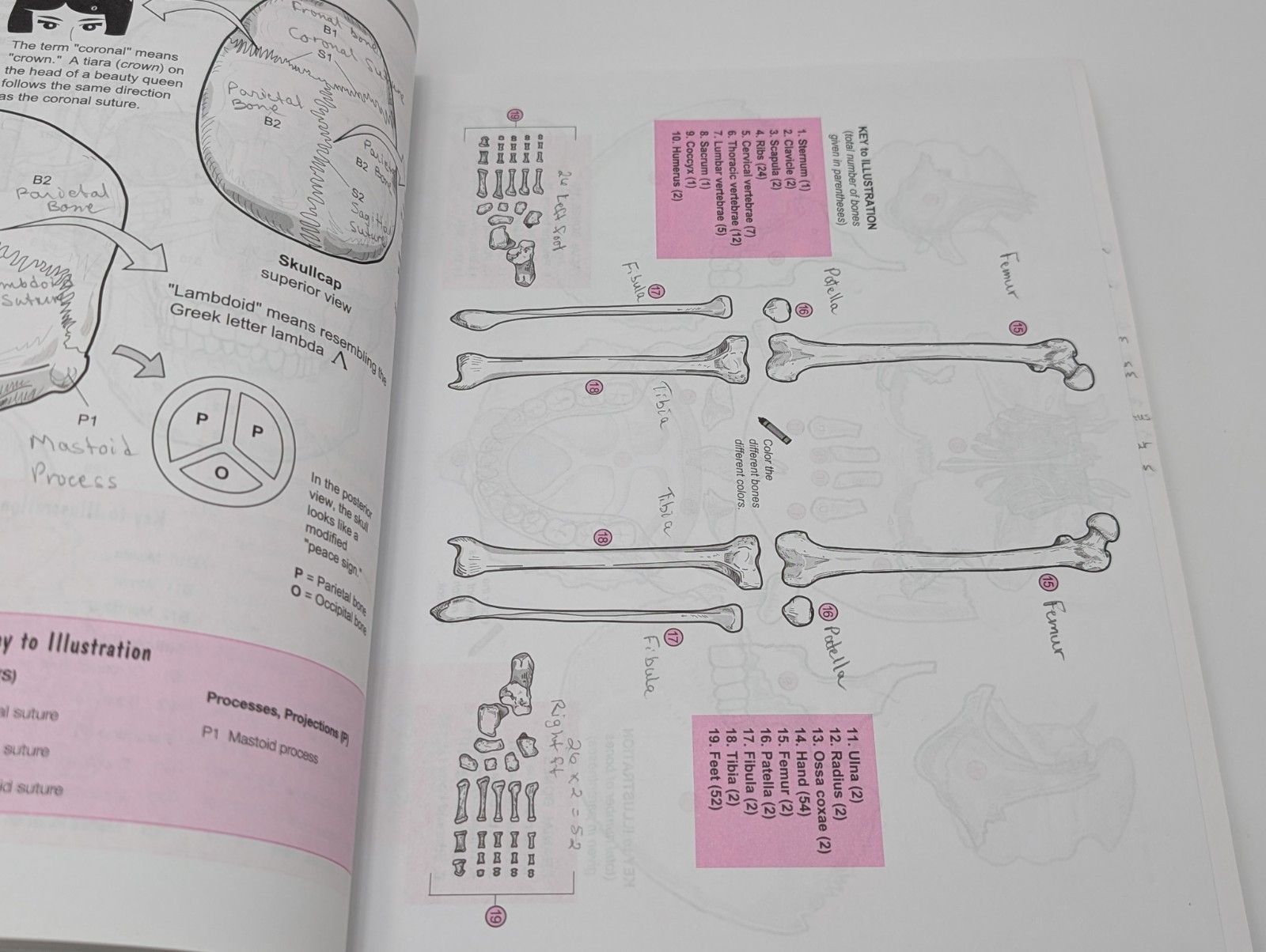 Visual Analogy Guide to Anatomy and Physiology by Paul A. Krieger (2009,…