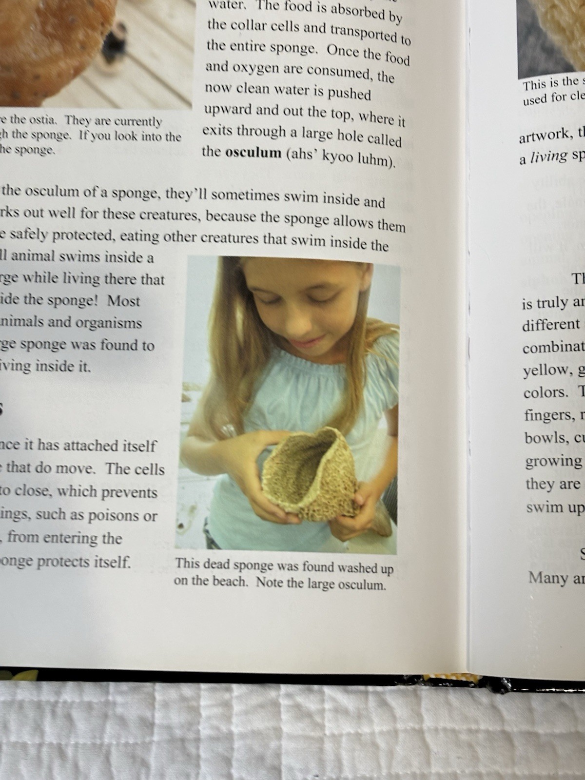 Exploring Creation With Zoology Vol 1 Young Explorers Series Fulbright Apologia