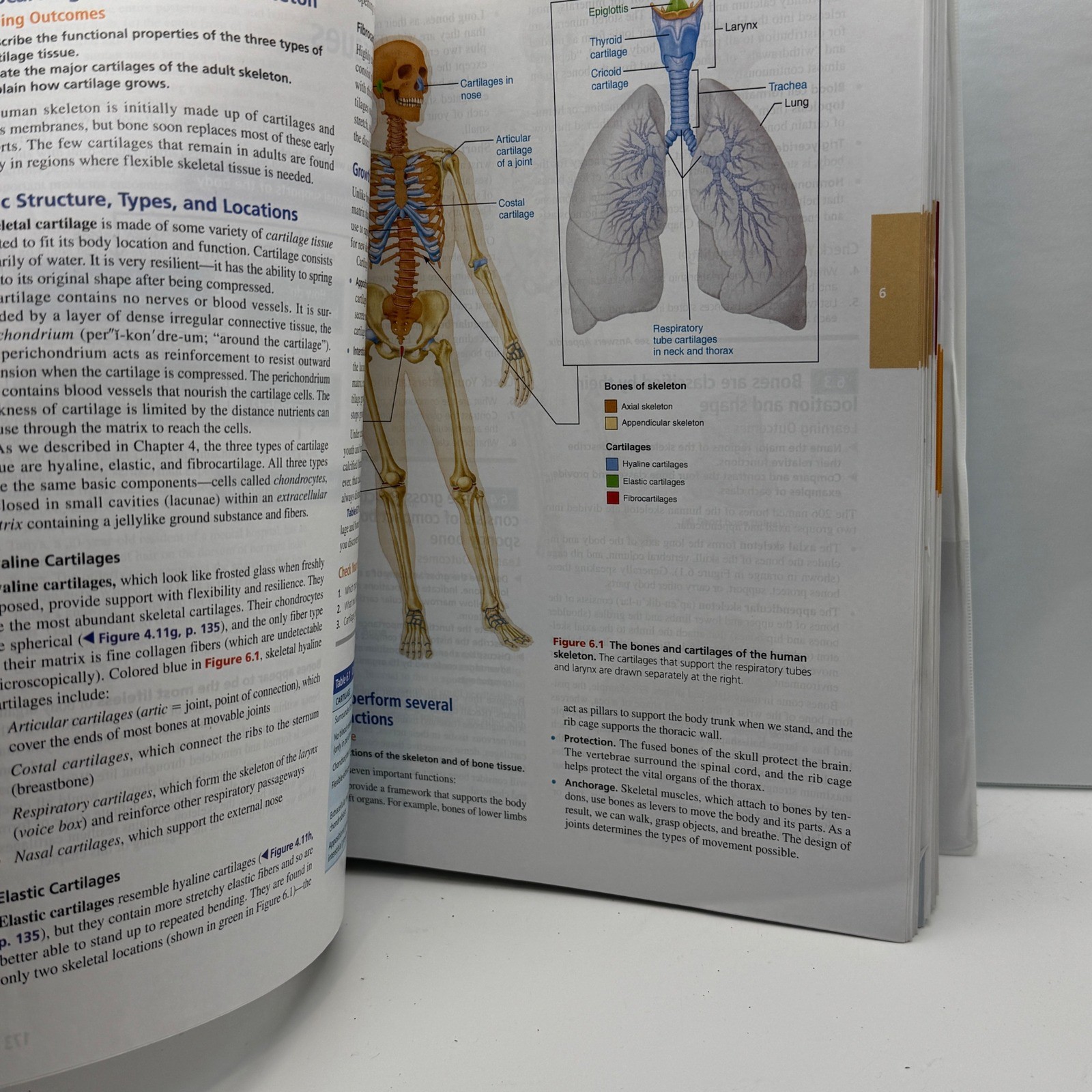 Human Anatomy & Physiology 11th Edition Marieb Hoehn Ringbound Edition