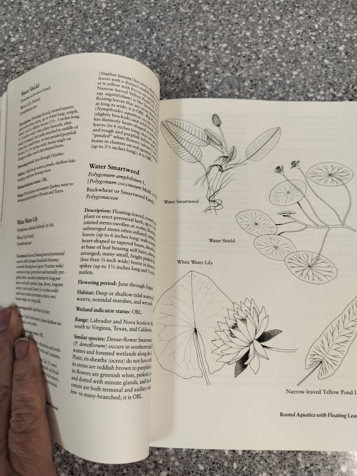 Field Guide to Coastal Wetland Plants of the Southeastern United States, Pape…
