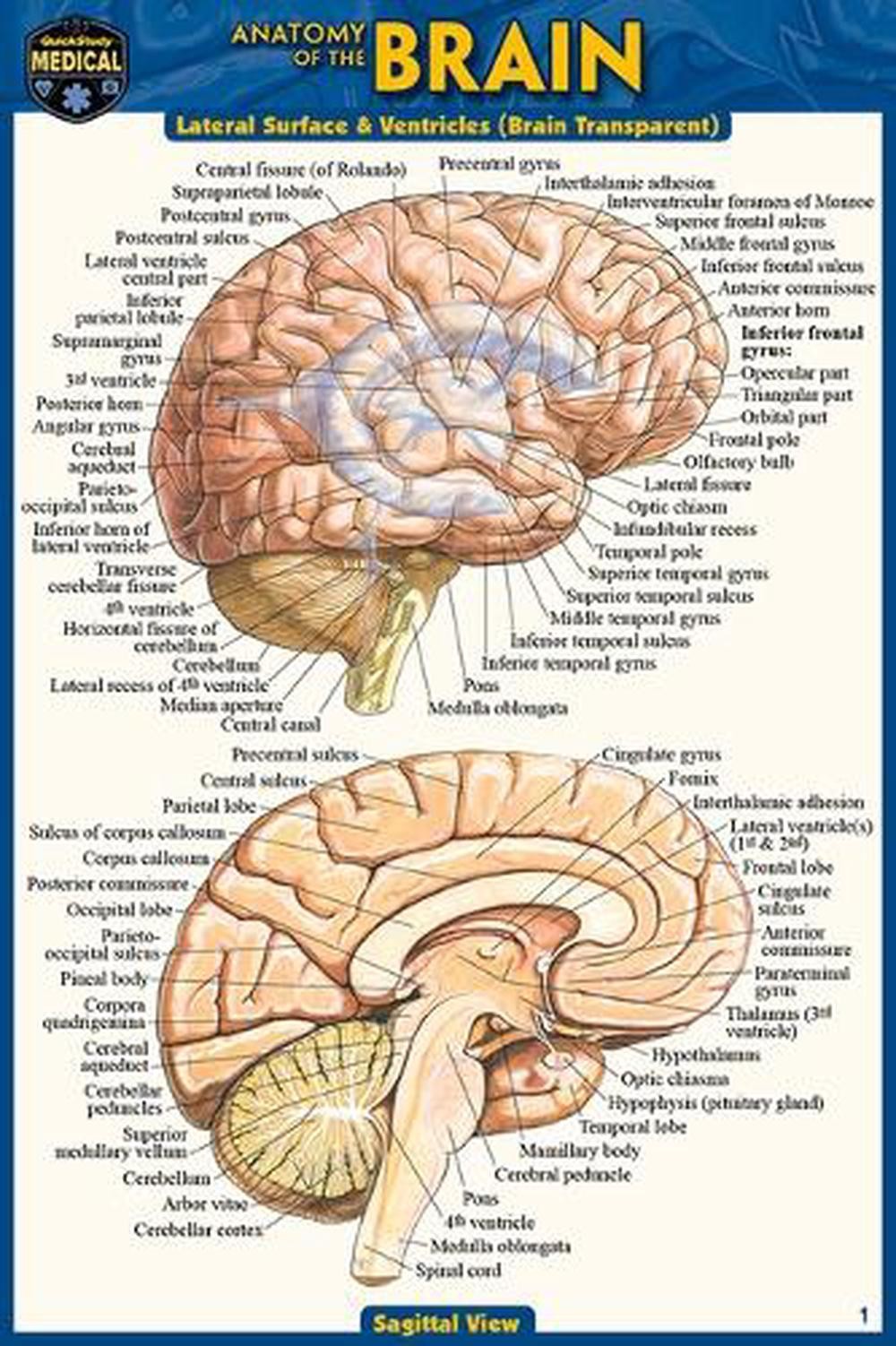 Anatomy of the Brain (Pocket-Sized Edition – 4×6 Inches) by Vincent Perez (Engli