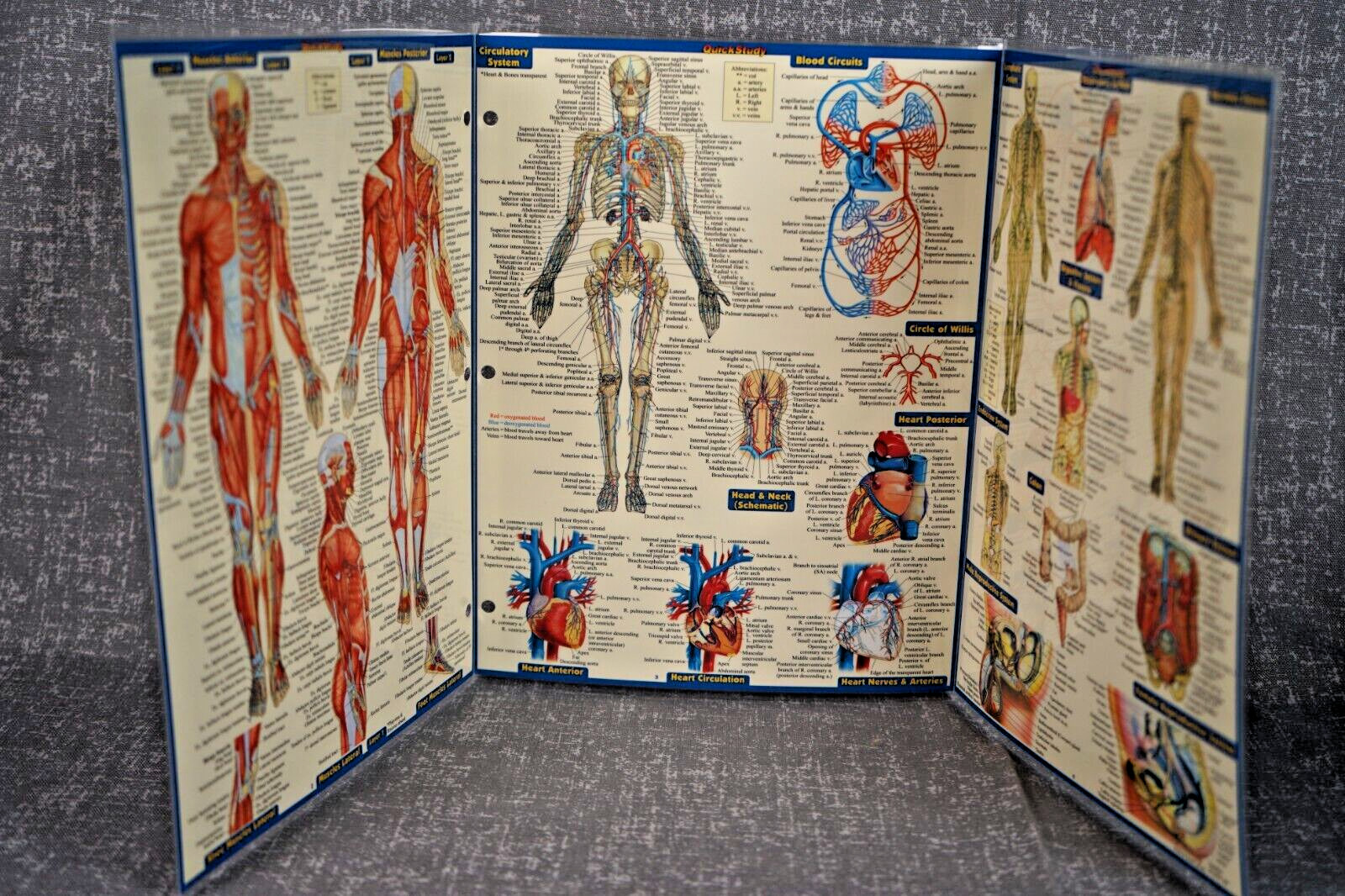 NEW QuickStudy | Anatomy Laminated Tri-Fold Study Guide ~ FAST FREE SHIPPING ! ~