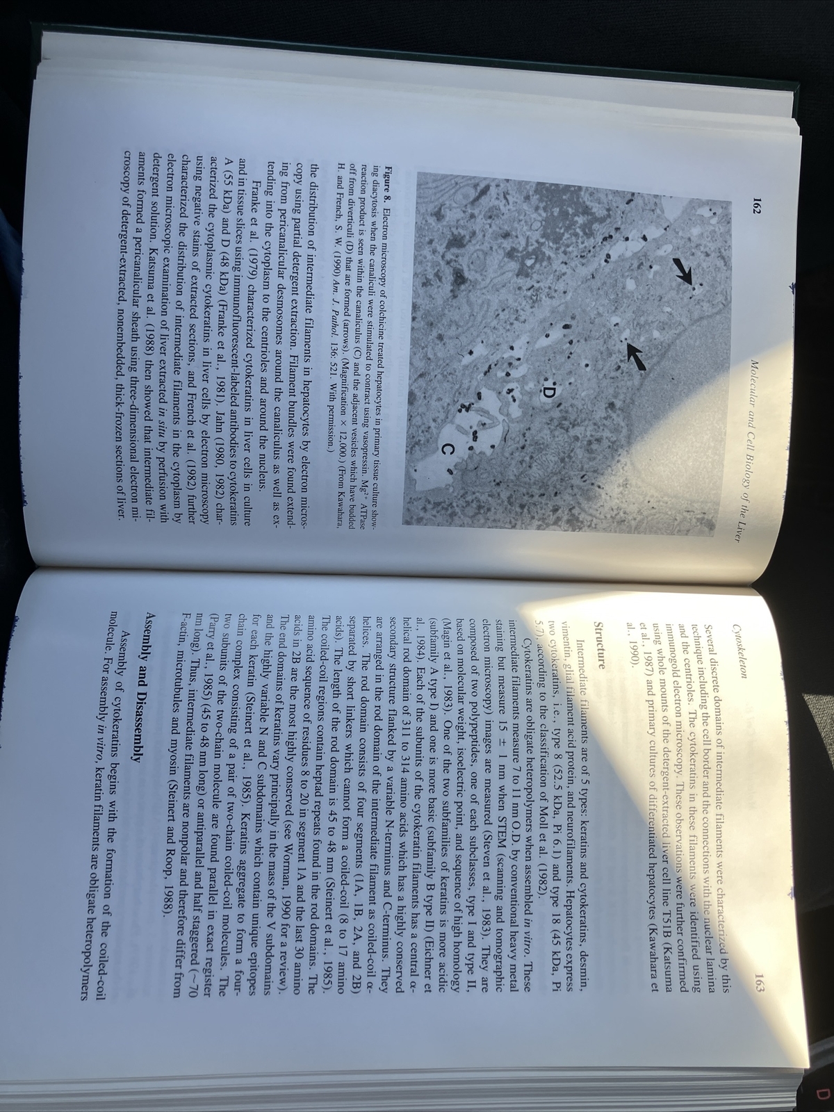 Molecular & Cell Biology of the Liver