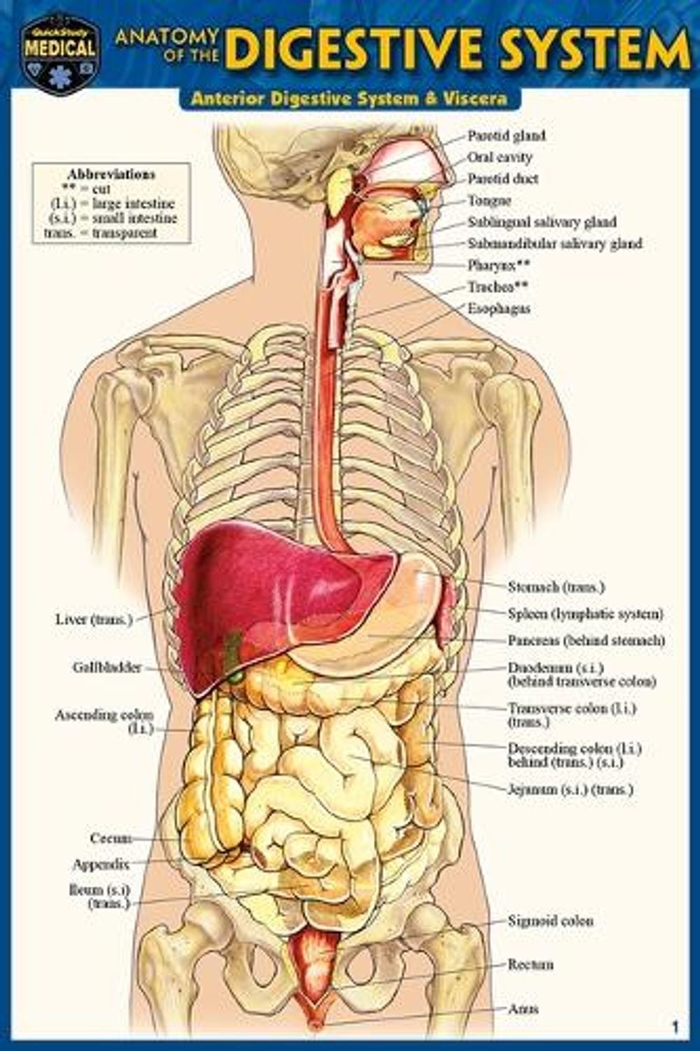 Anatomy of the Digestive System (Pocket-Sized Edition – 4×6 Inches) by Vincent P