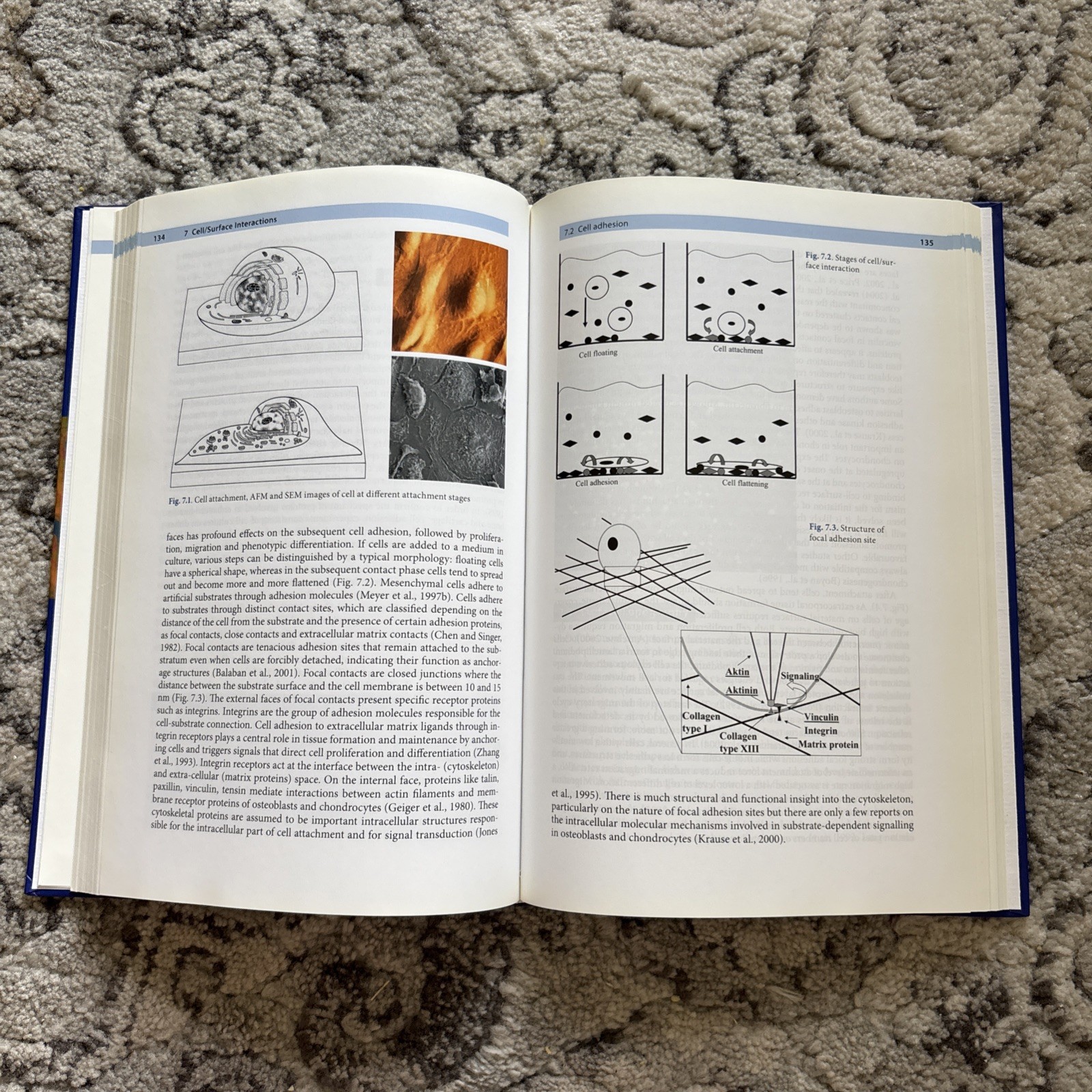 Bone and Cartilage Engineering by Ulrich Meyer and Hans Peter Wiesmann