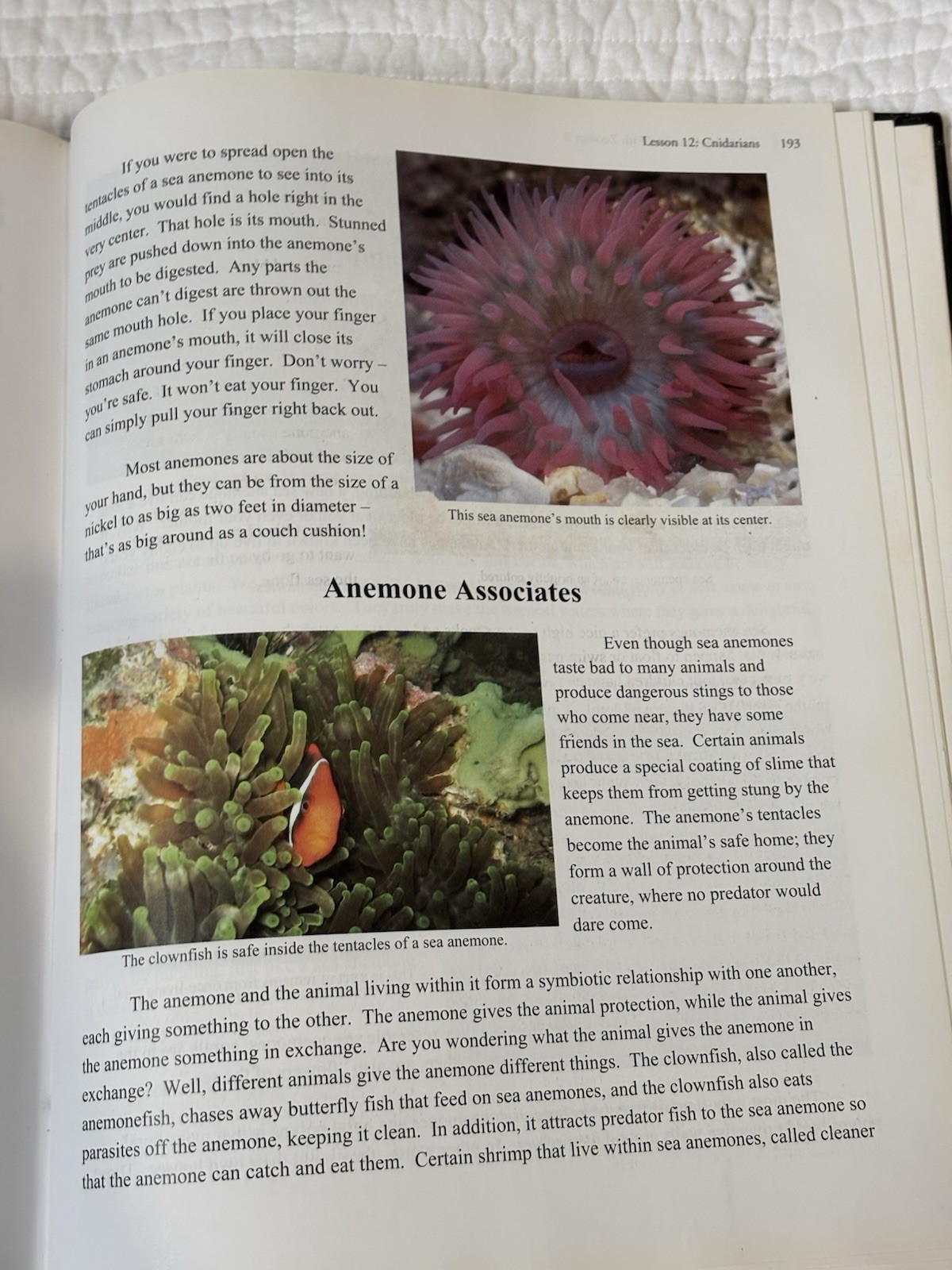 Exploring Creation With Zoology Vol 1 Young Explorers Series Fulbright Apologia