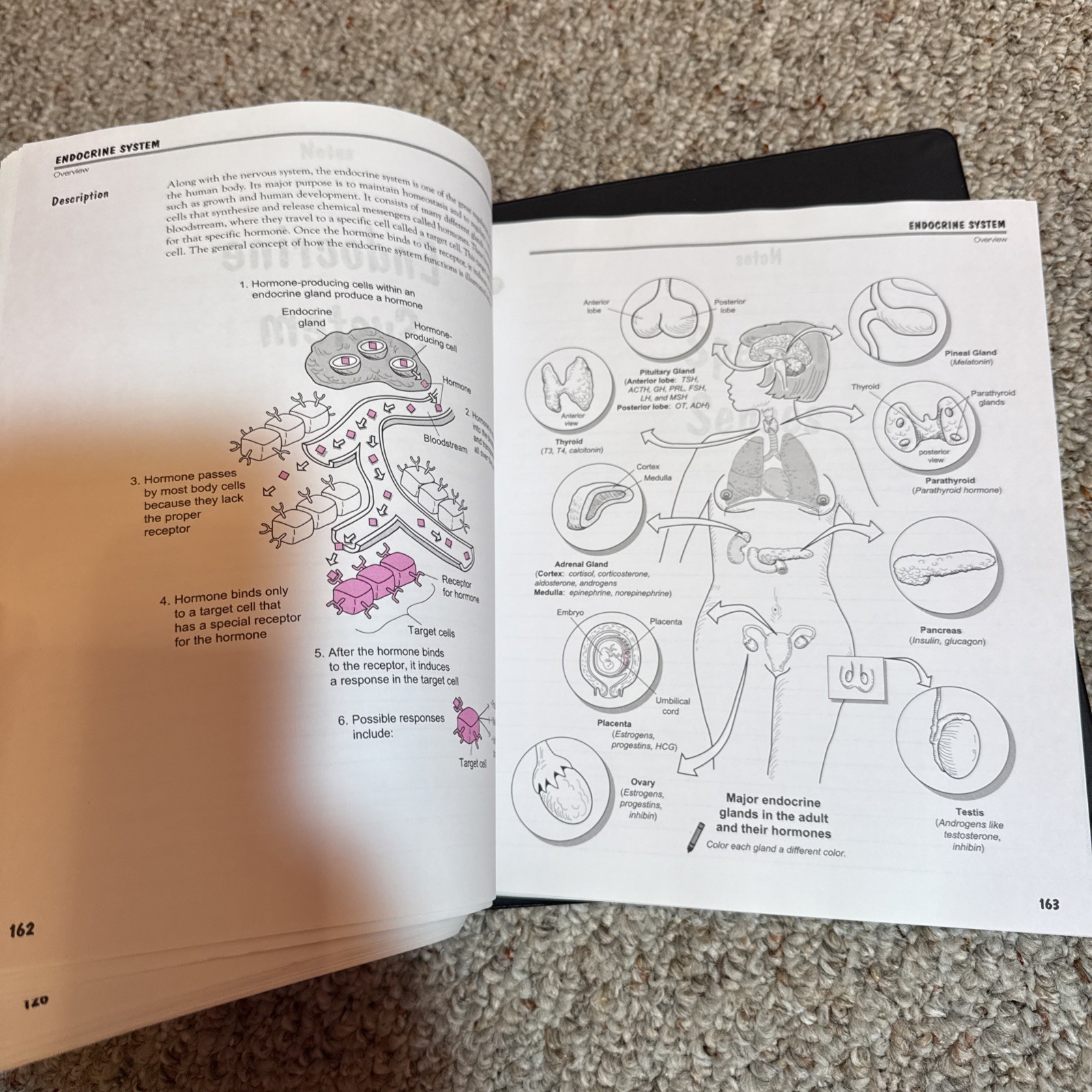 Visual Analogy Guide to Human Anatomy by Paul A. Krieger – 2nd Ed. Loose Leaf