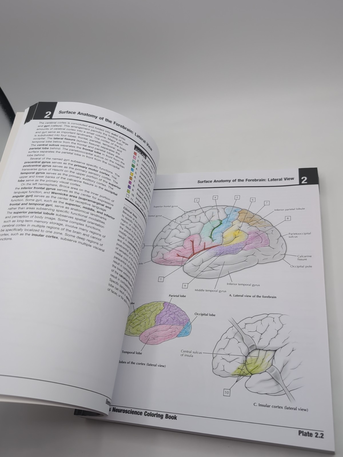 Netter’s Neuroscience Coloring Book with CODE READ