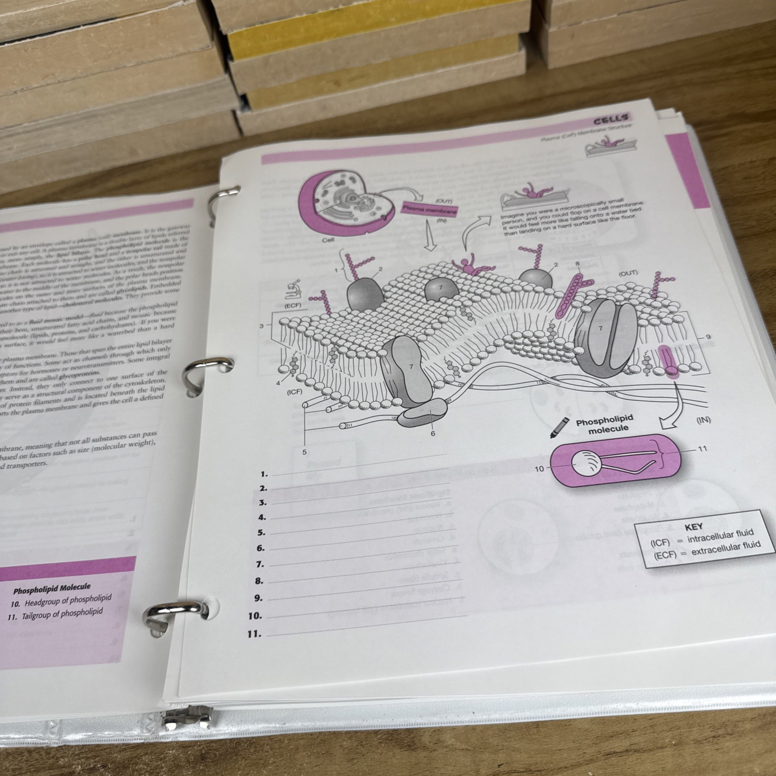 Visual Analogy Guide to Human – Loose Leaf, by Krieger Paul A. – Acceptable