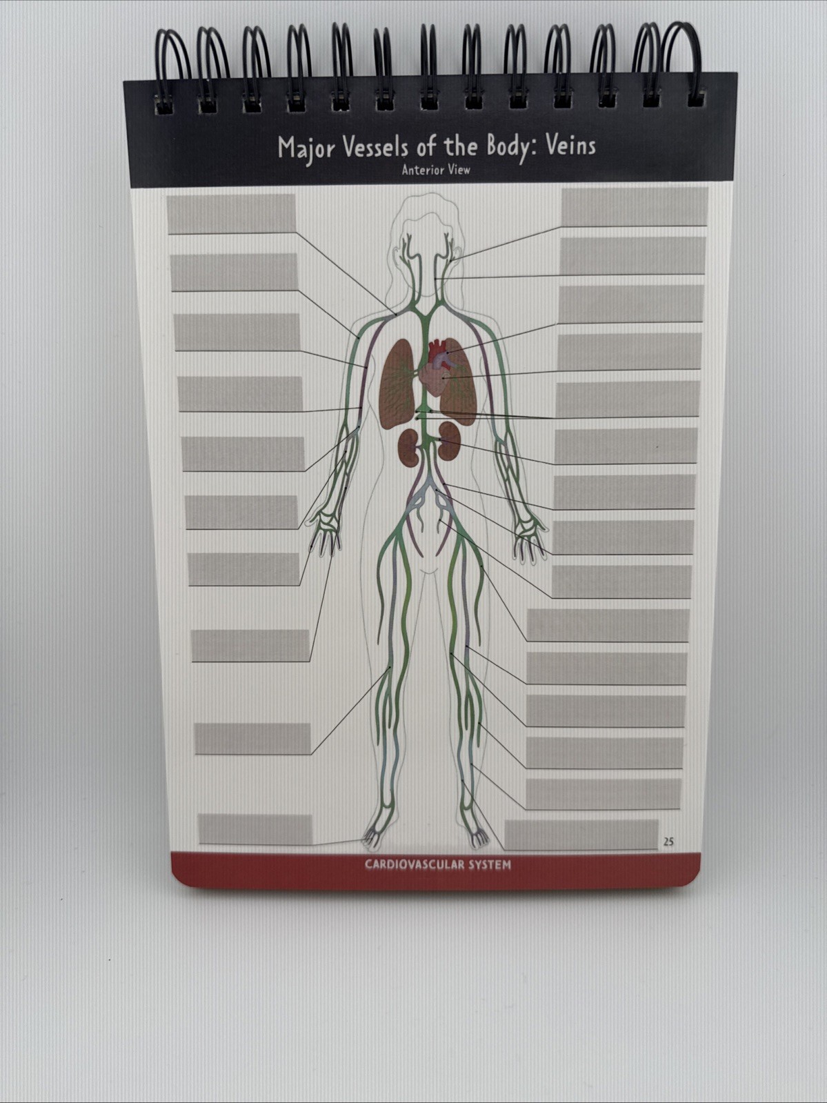 Human Anatomy Label Lab Workbook Medical Students 100+ Illustrations Laminated