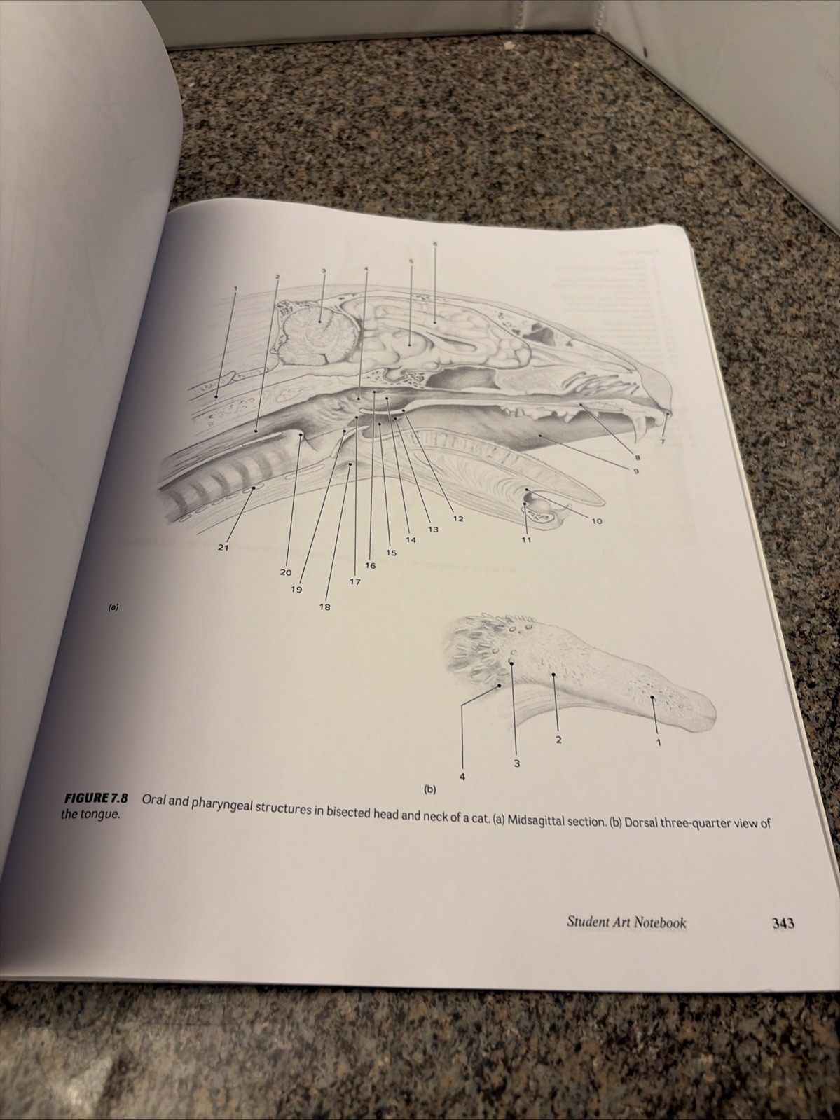 ISE Comparative Vertebrate Anatomy: A Laboratory Dissection Guide, 8th Edition