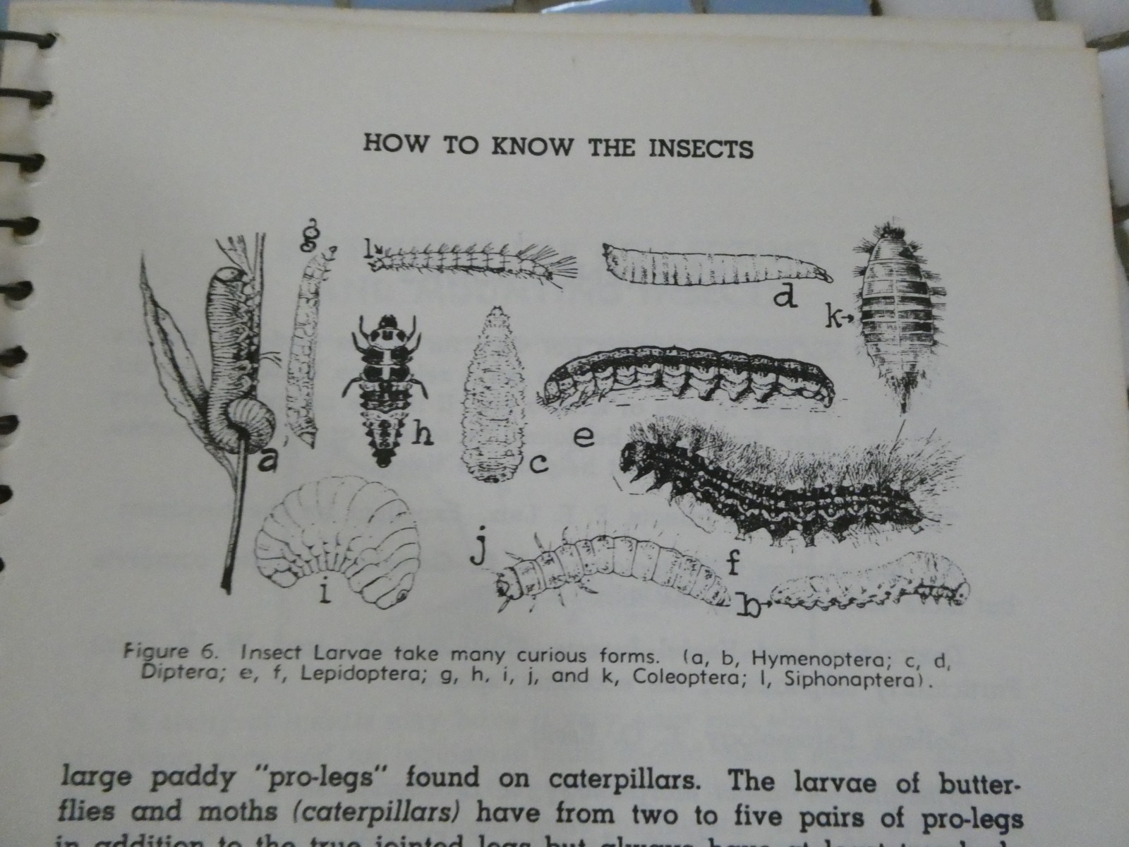 HOW TO KNOW THE INSECTS PUB 1947 SPIRAL BOUND HARD PAPER COVER 205 PAGES