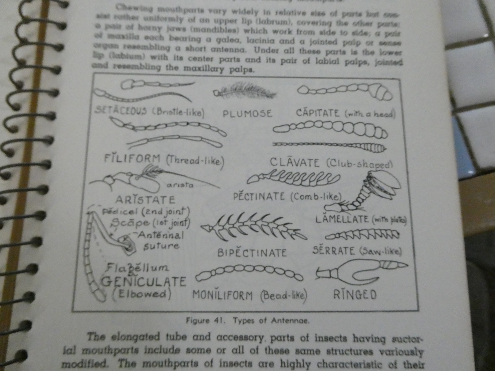 HOW TO KNOW THE INSECTS PUB 1947 SPIRAL BOUND HARD PAPER COVER 205 PAGES