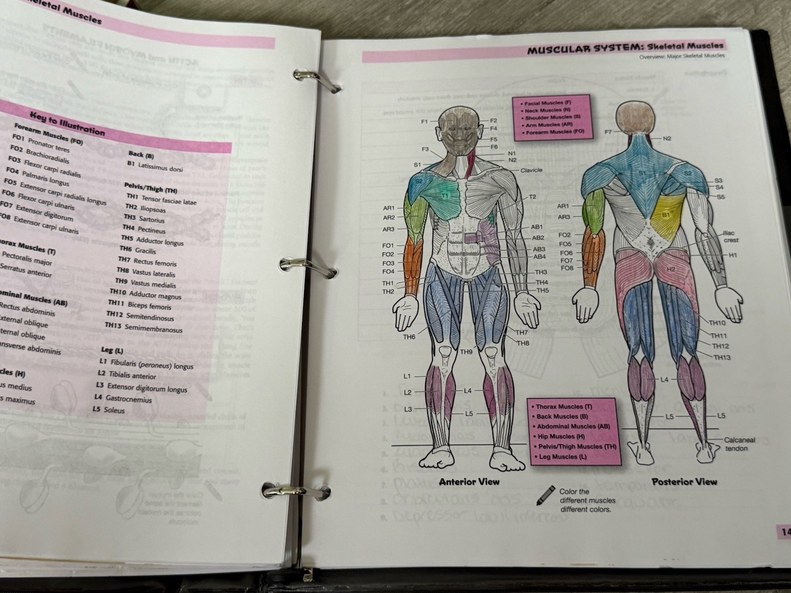 📚 Visual Analogy Guide to Human Anatomy Fourth Edition Paul A. Krieger