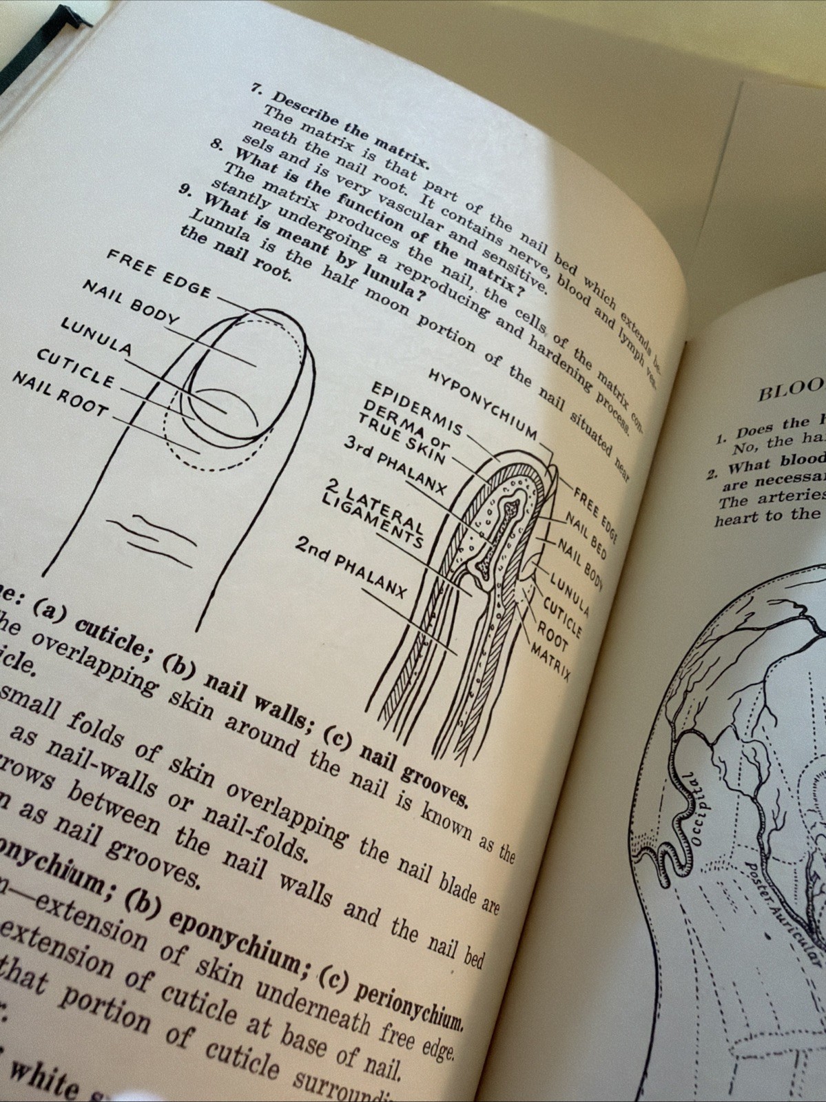 Modern Textbook On Barbering 1946 Hardcover