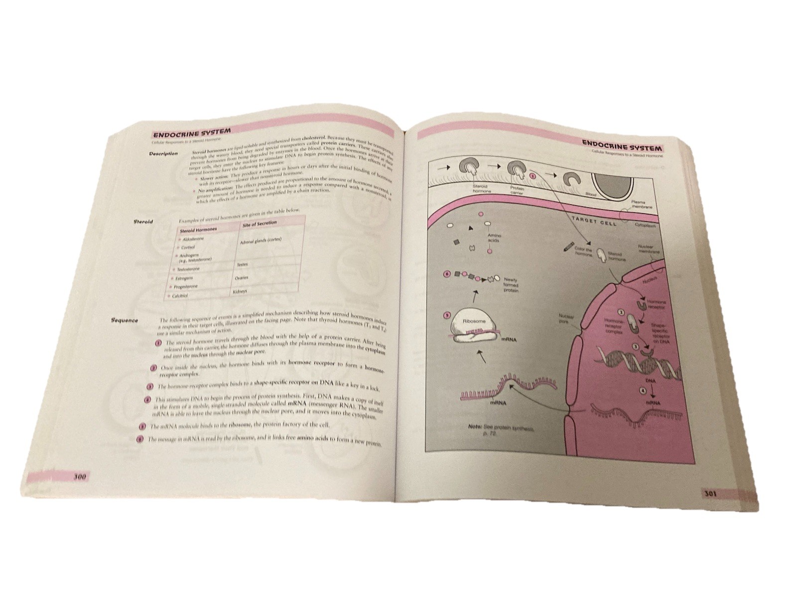 A Visual Analogy Guide to Human Anatomy & Physiology 3rd Ed. Exam Copy – GOOD