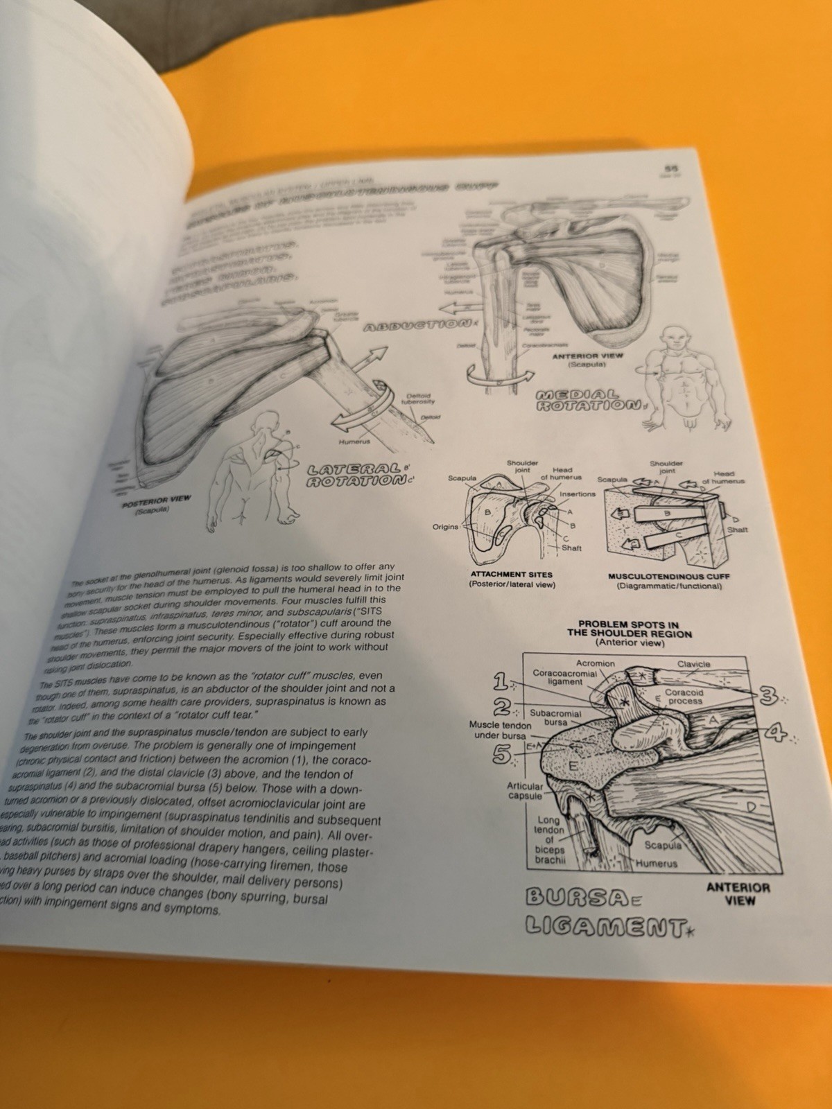 The Anatomy Coloring Book by Lawrence M. Elson Please Read Description