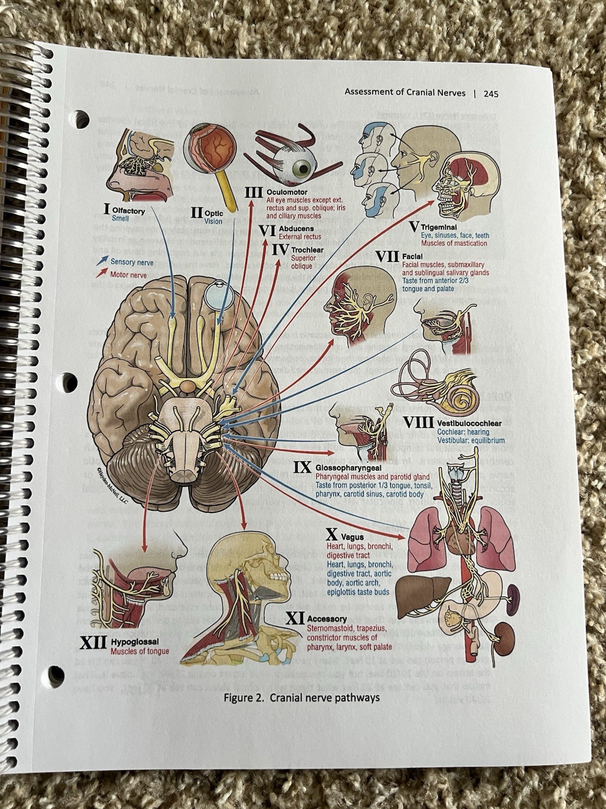 Human Anatomy and Physiology Laboratory Manual for Bio 231,231,323