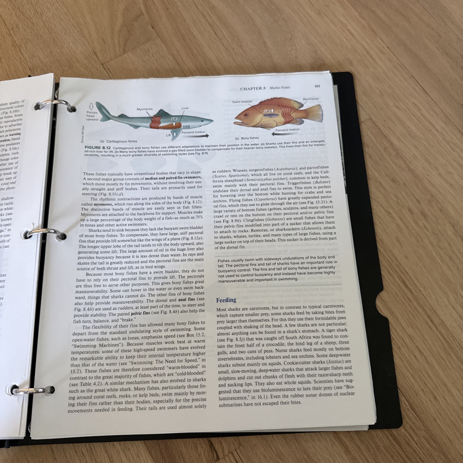 LOOSE LEAF FOR MARINE BIOLOGY BY Peter Castro *Good Condition*