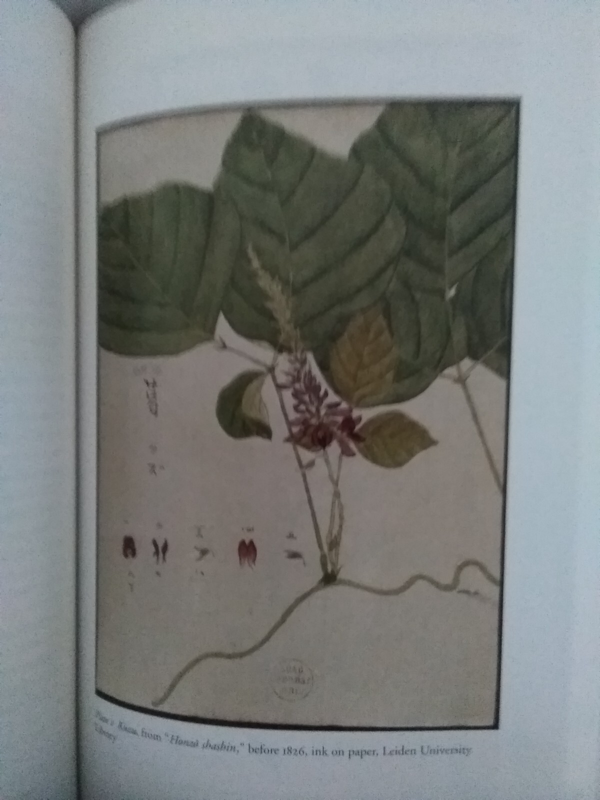 The Premise of Fidelity: Science, Visuality, Representing Real 19th C. Japan
