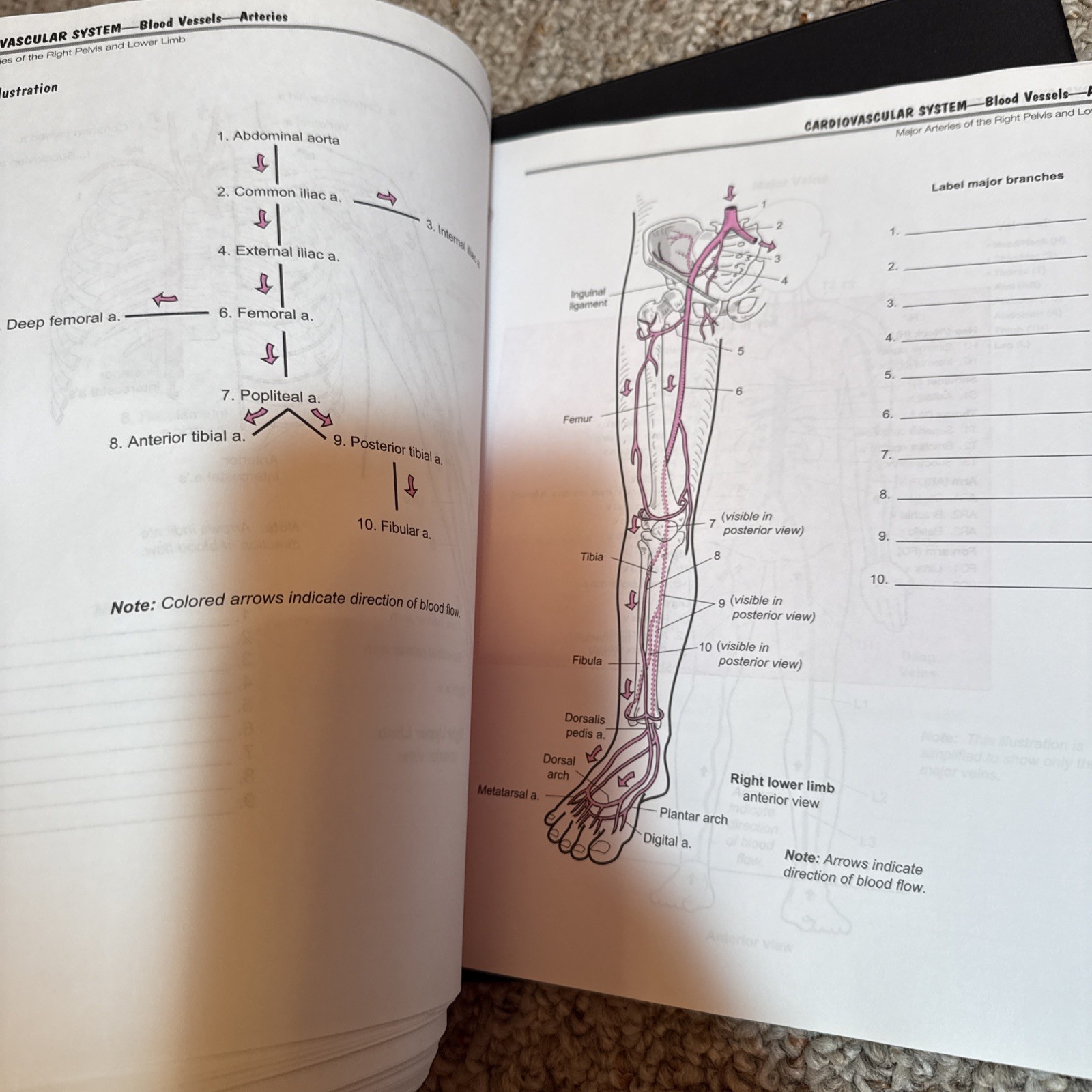 Visual Analogy Guide to Human Anatomy by Paul A. Krieger – 2nd Ed. Loose Leaf