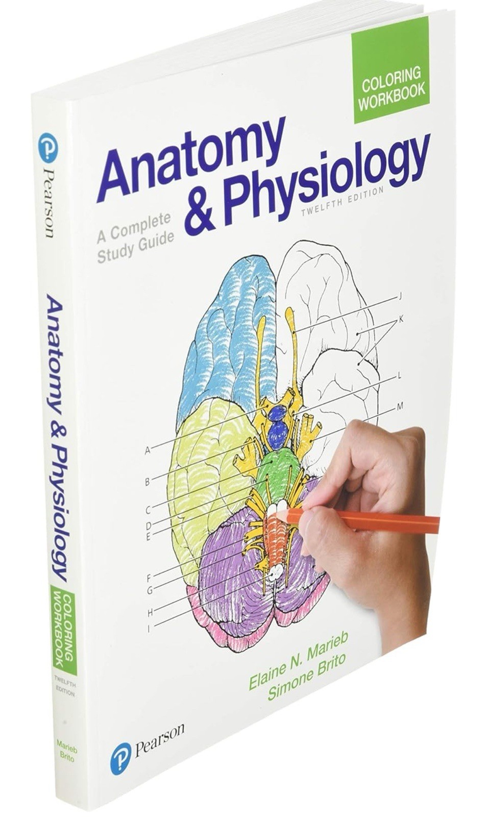 Anatomy and Physiology Coloring Workbook : A Complete Study Guide by Elaine…